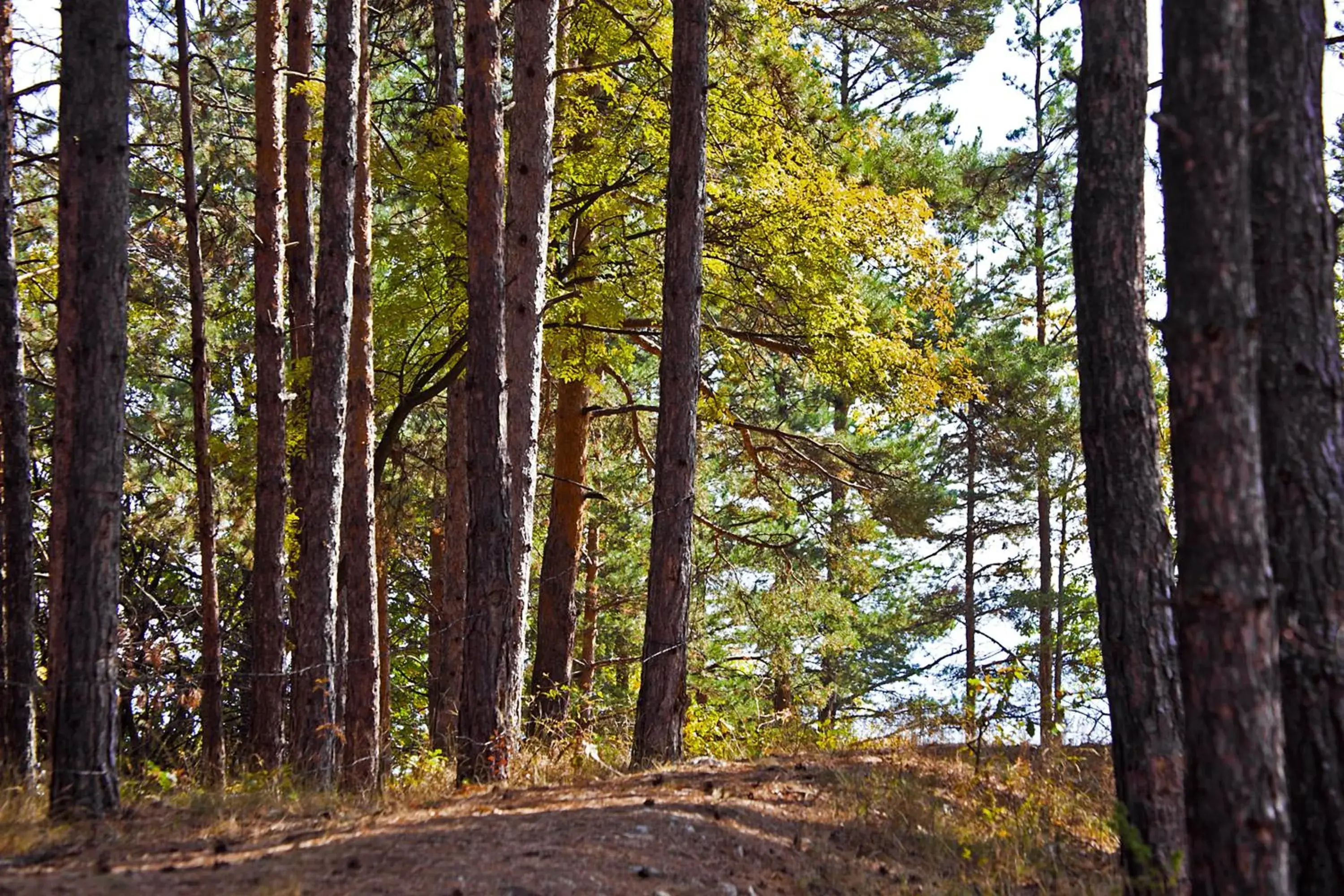 Natural landscape in Vitoshko Lale Hotel