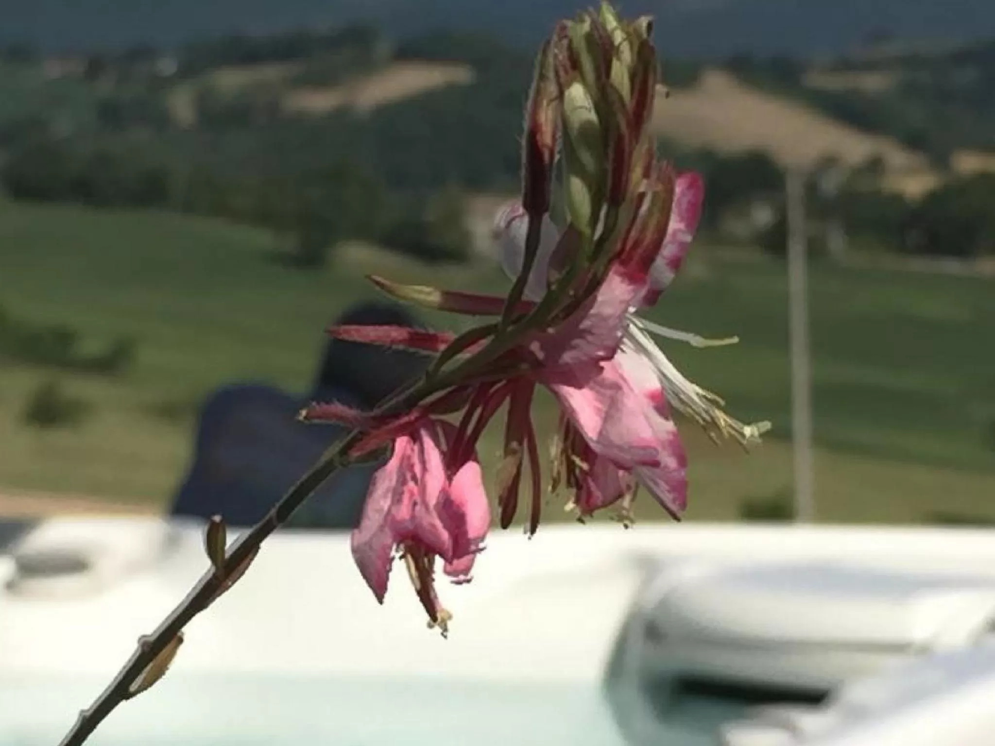 Decorative detail in Serre Alte Landscape Luxury Rooms