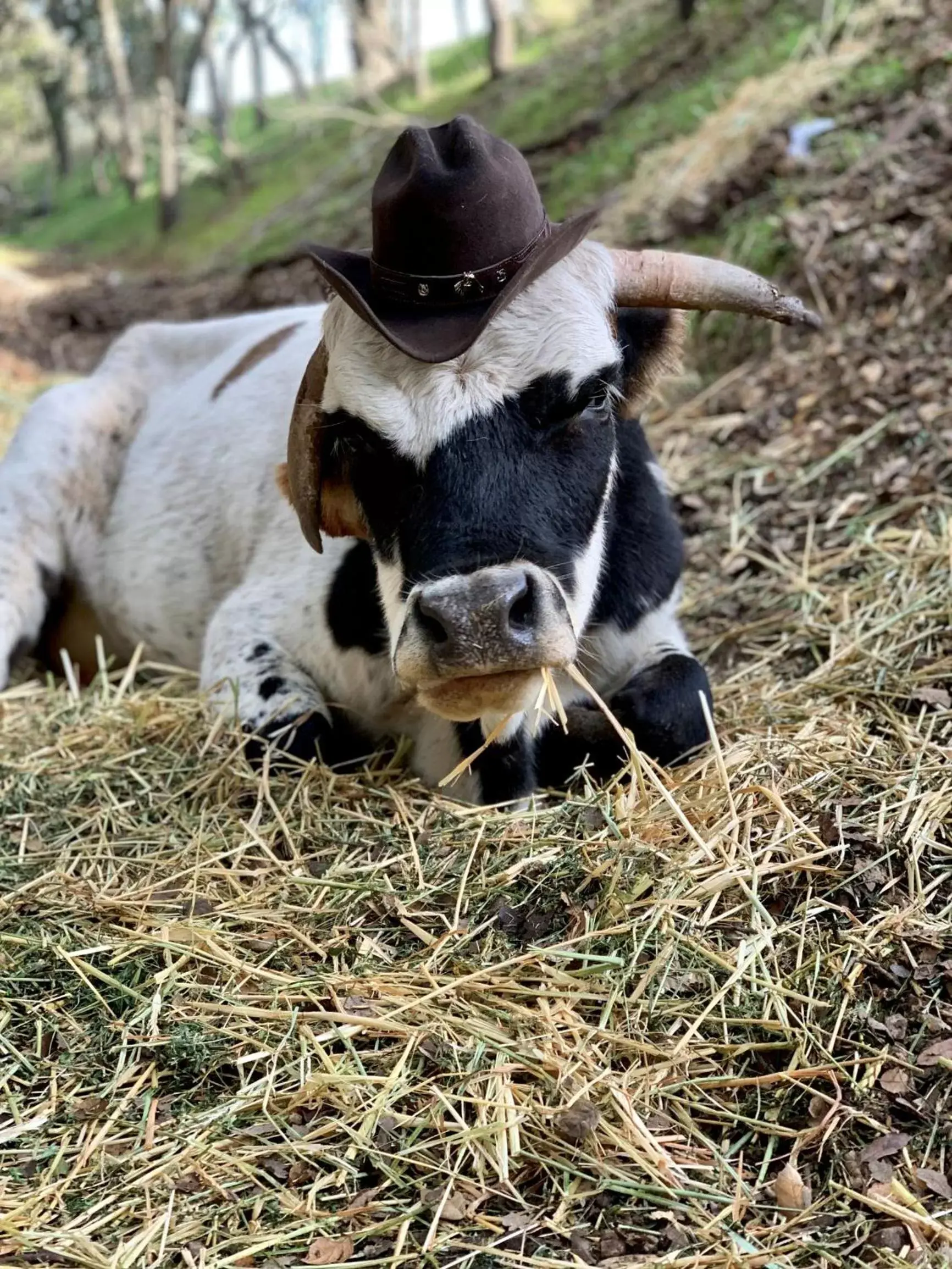 Animals, Other Animals in The Eden House Vineyard