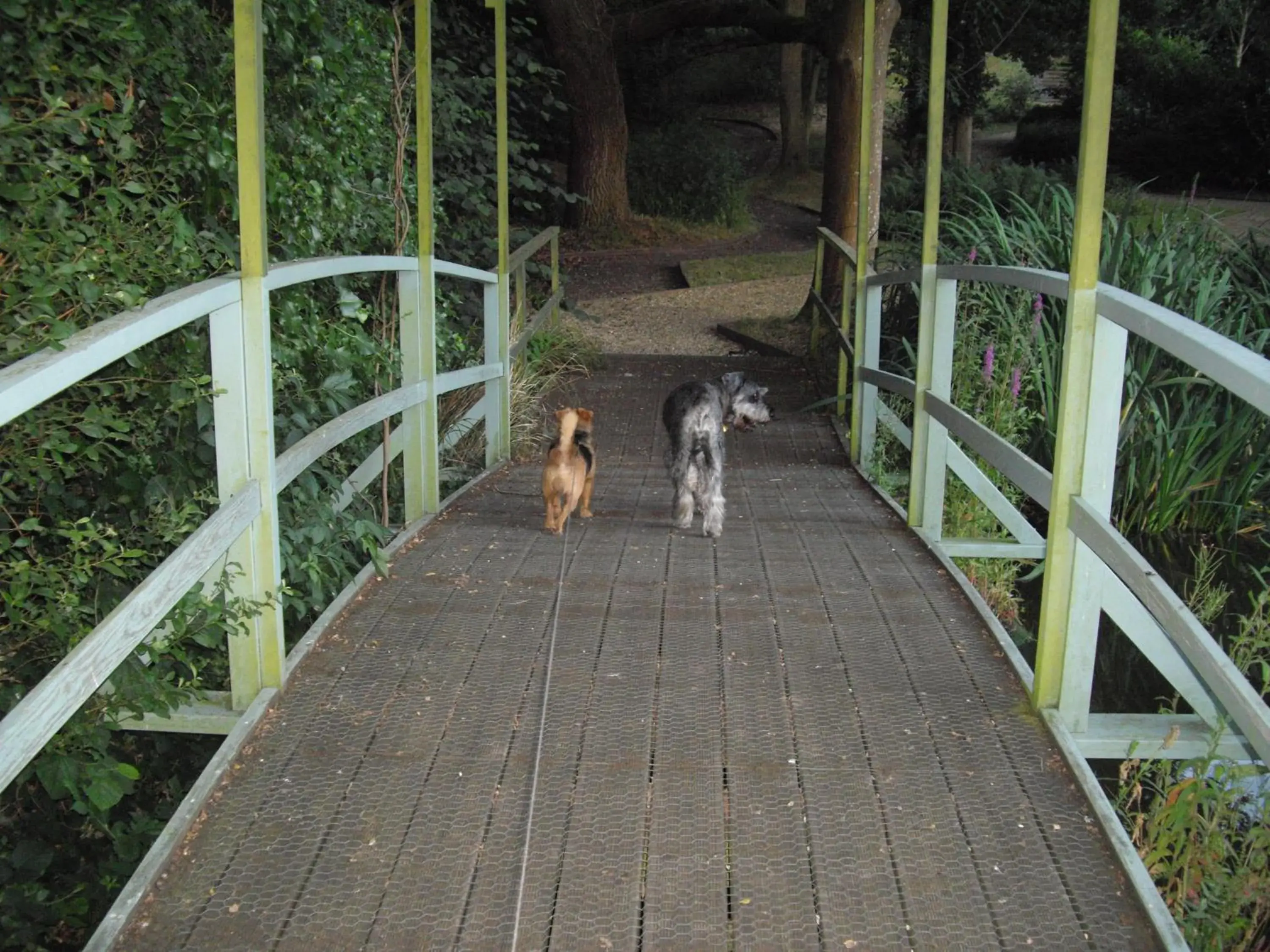 Pets in Passford House Hotel