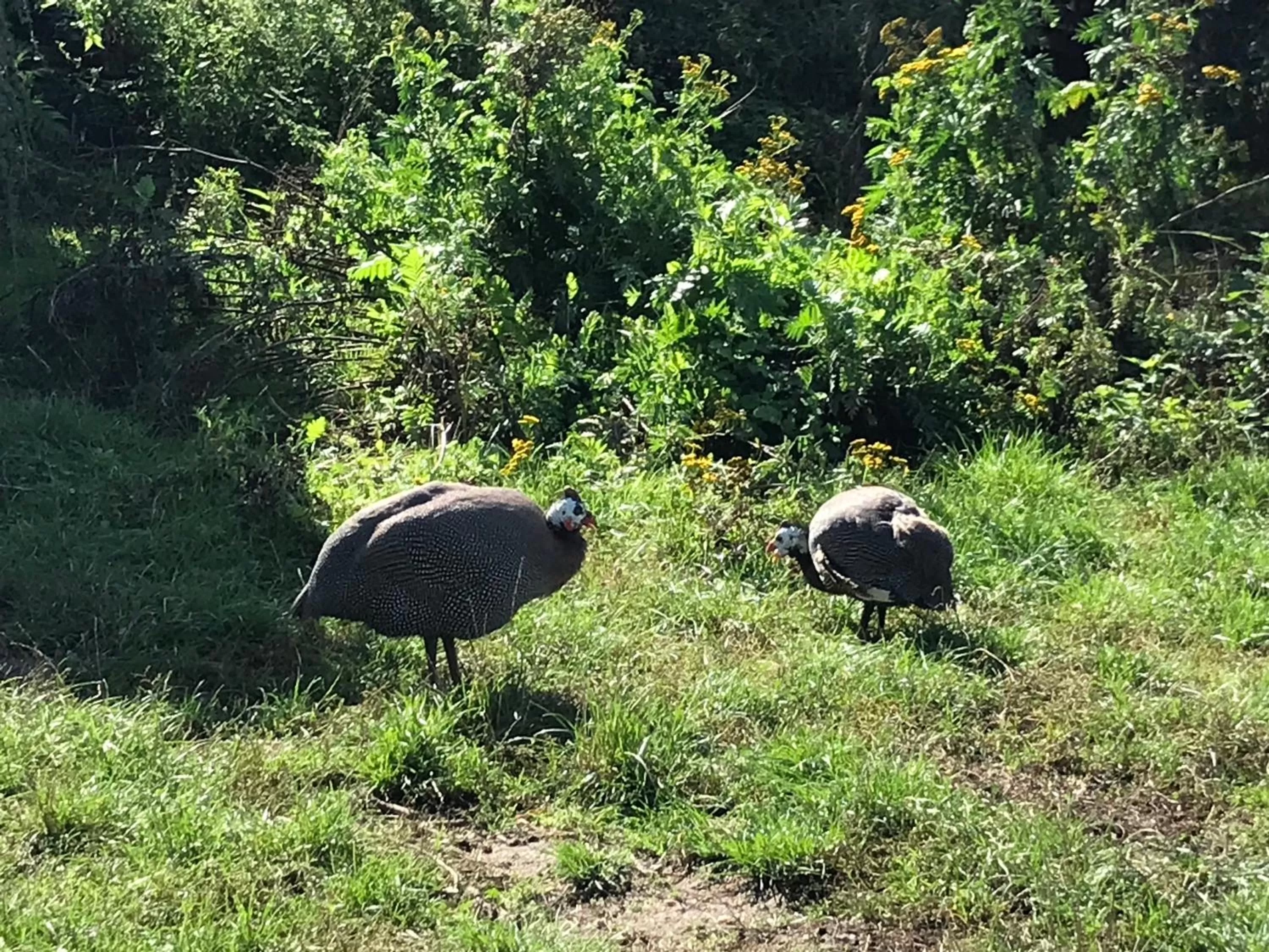 Other Animals in Chez Gustave & Compagnie