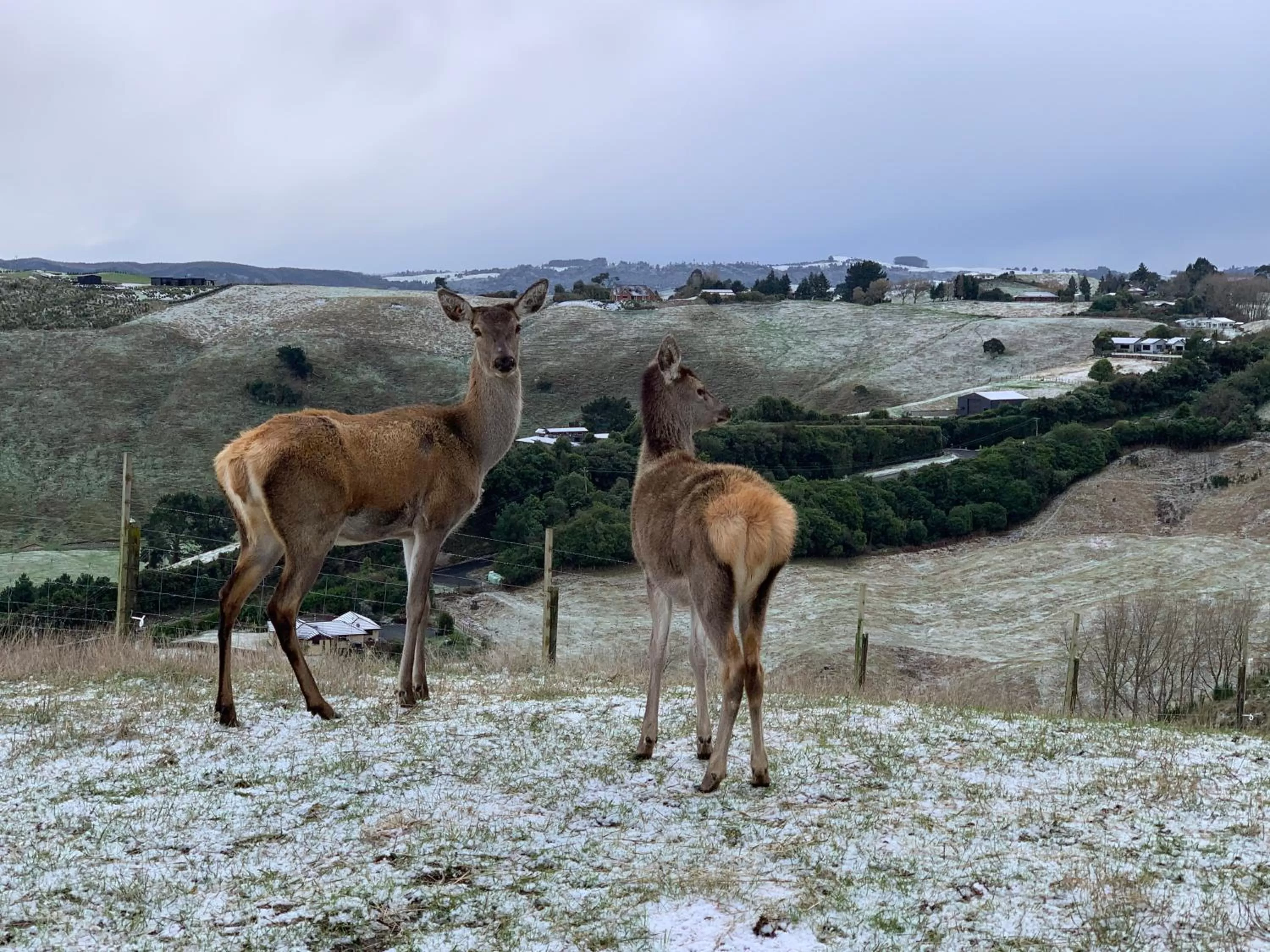 Animals in Hilltop Whakaipo Estate