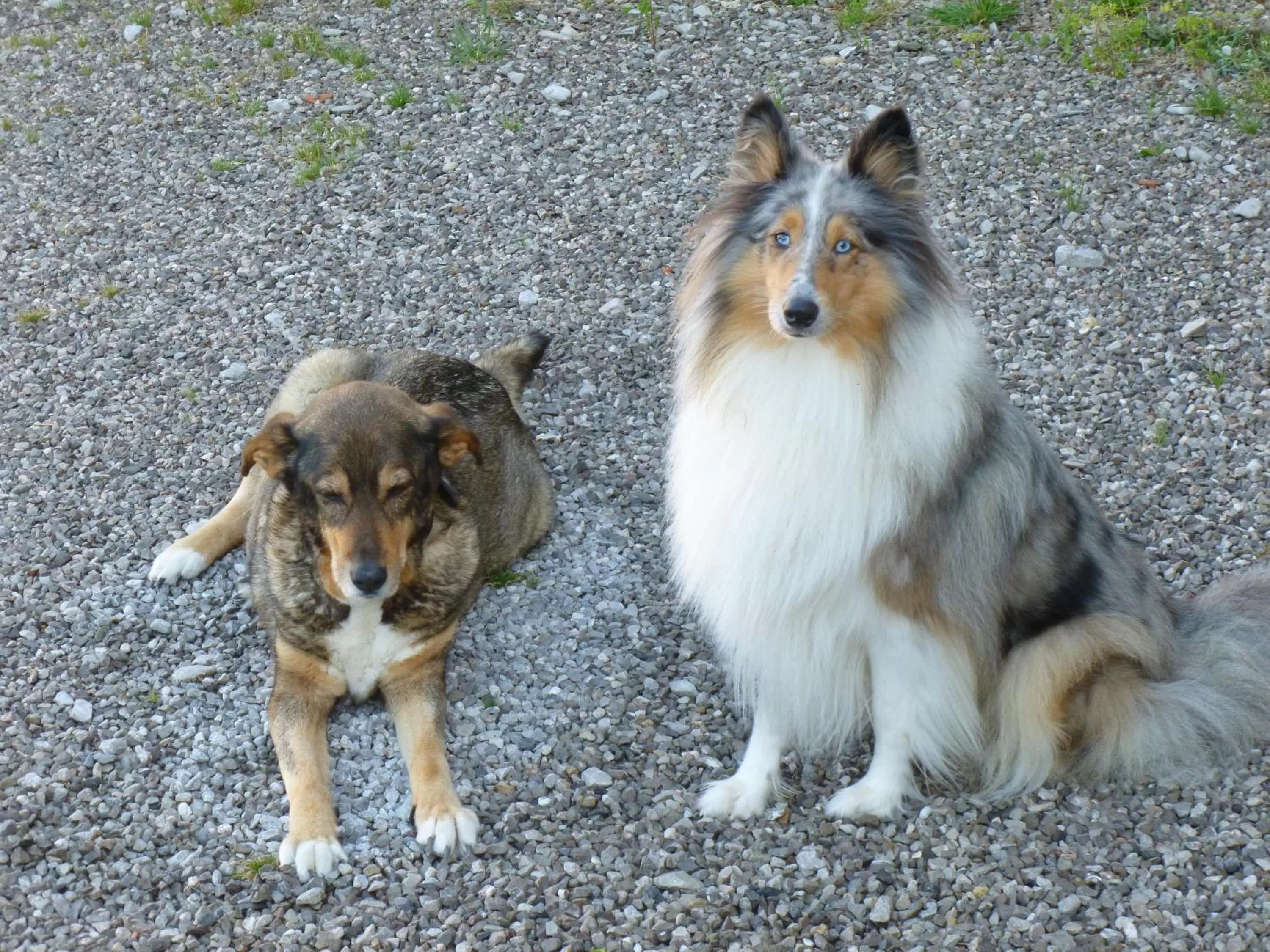 Animals in Manoir Francis