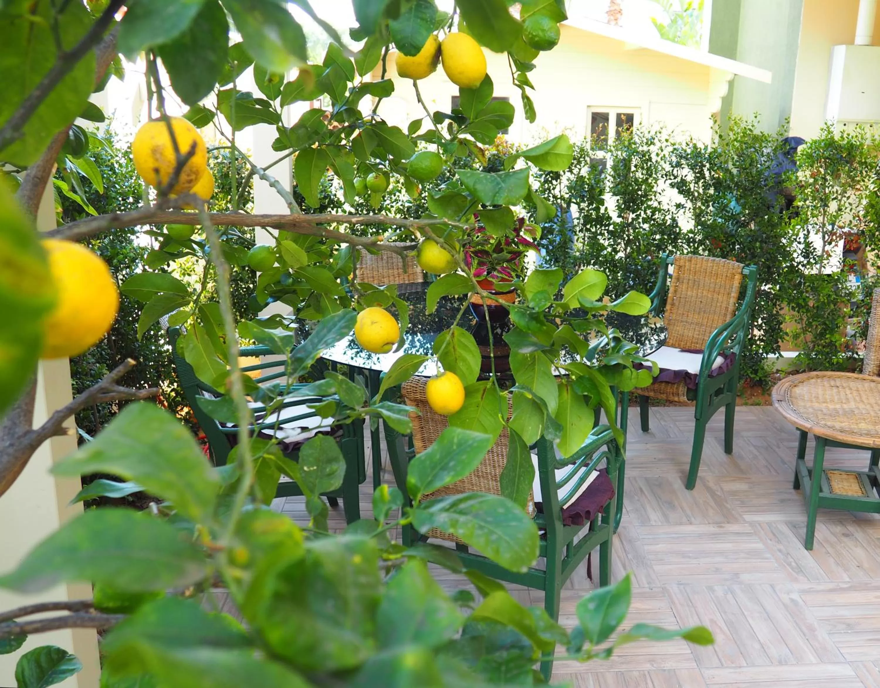 Garden in Parnasus