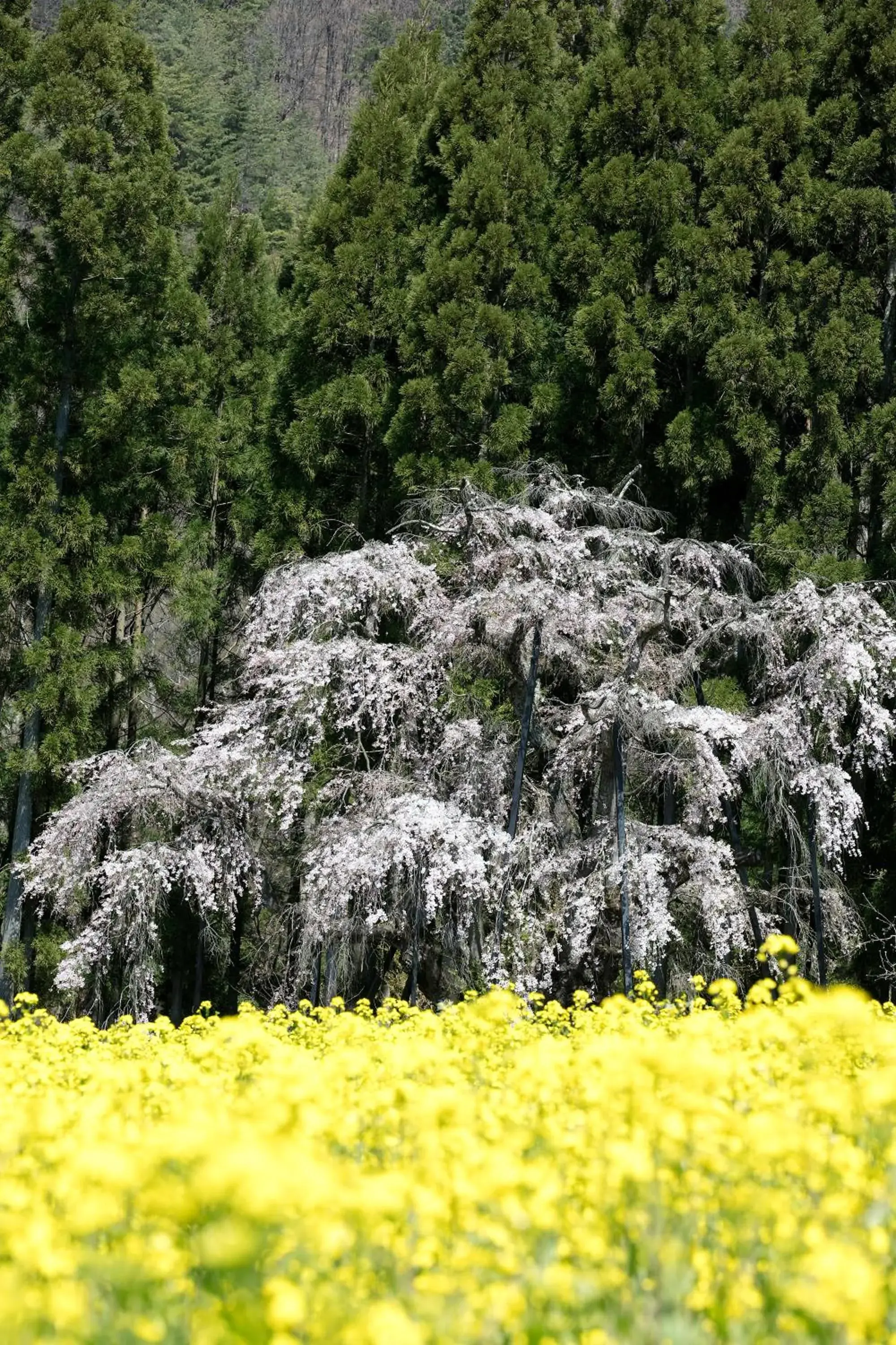 Spring, Natural Landscape in Ryokan Warabino