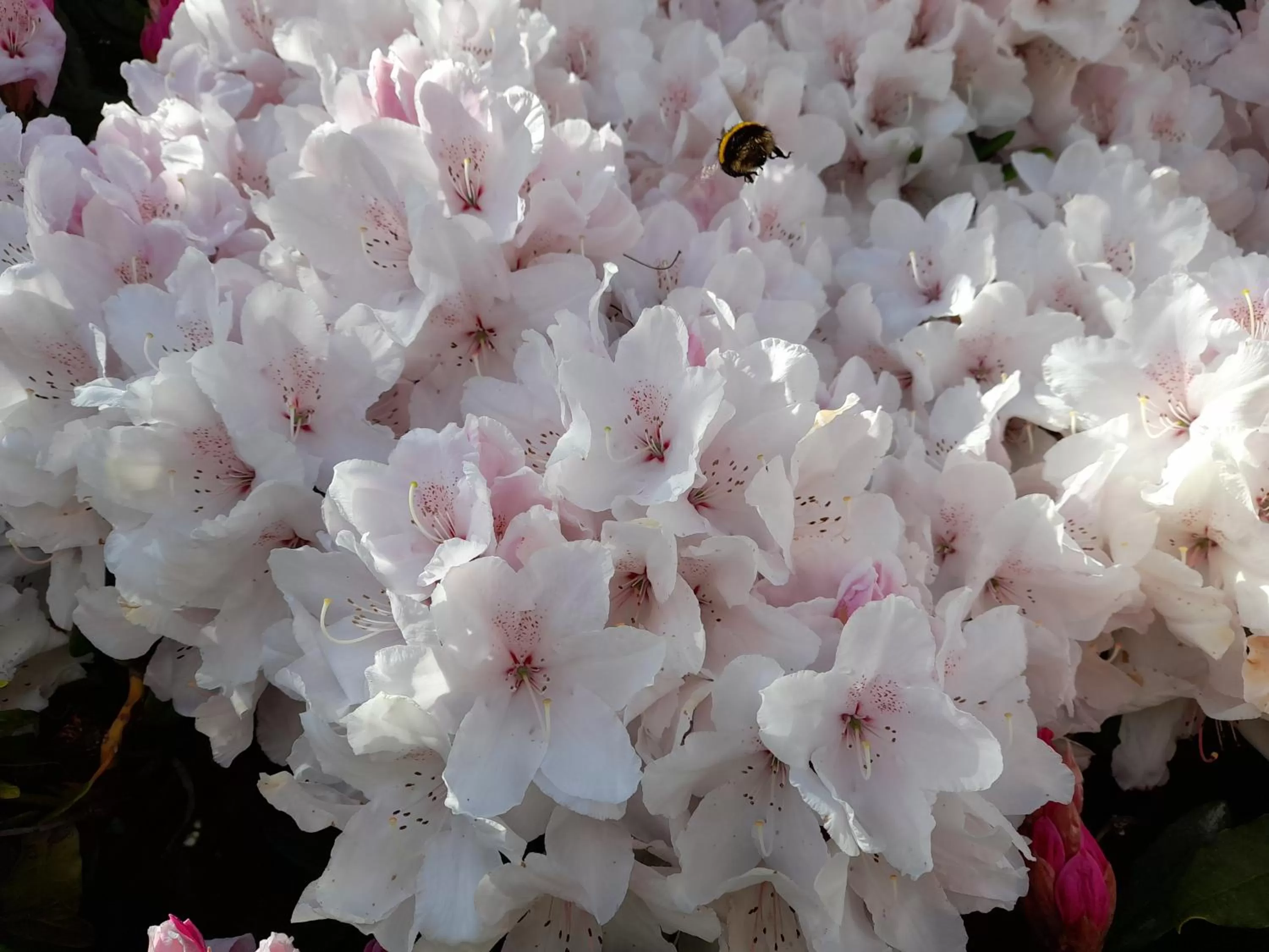 Hillside Bed and Breakfast