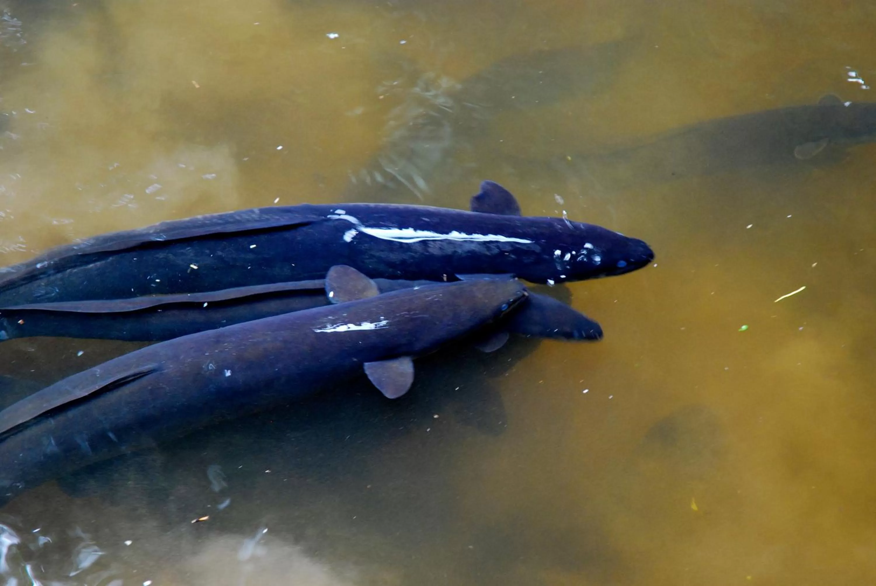 Animals in Apostles View Motel