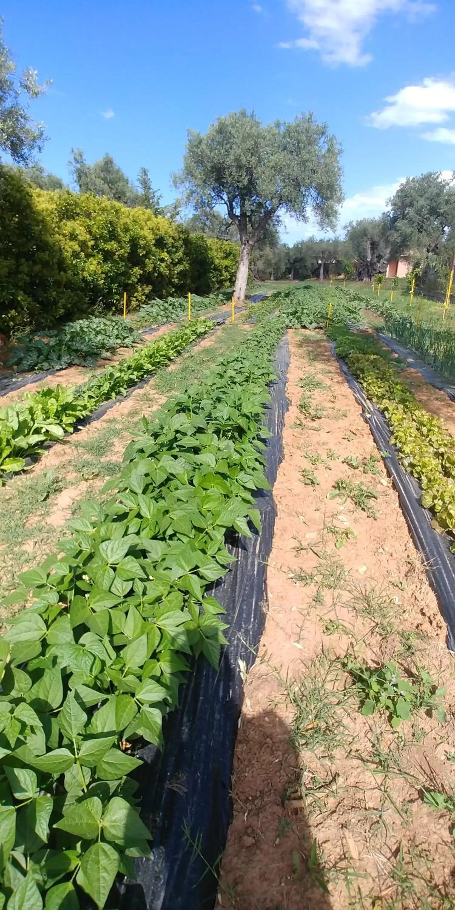 Natural landscape in La Piana degli Ulivi