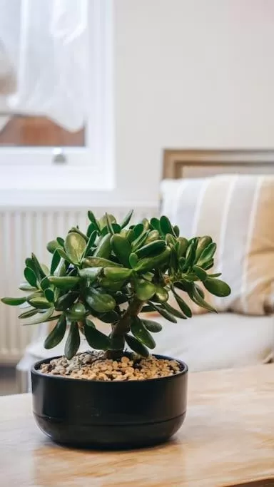 The Avonmore Olympia