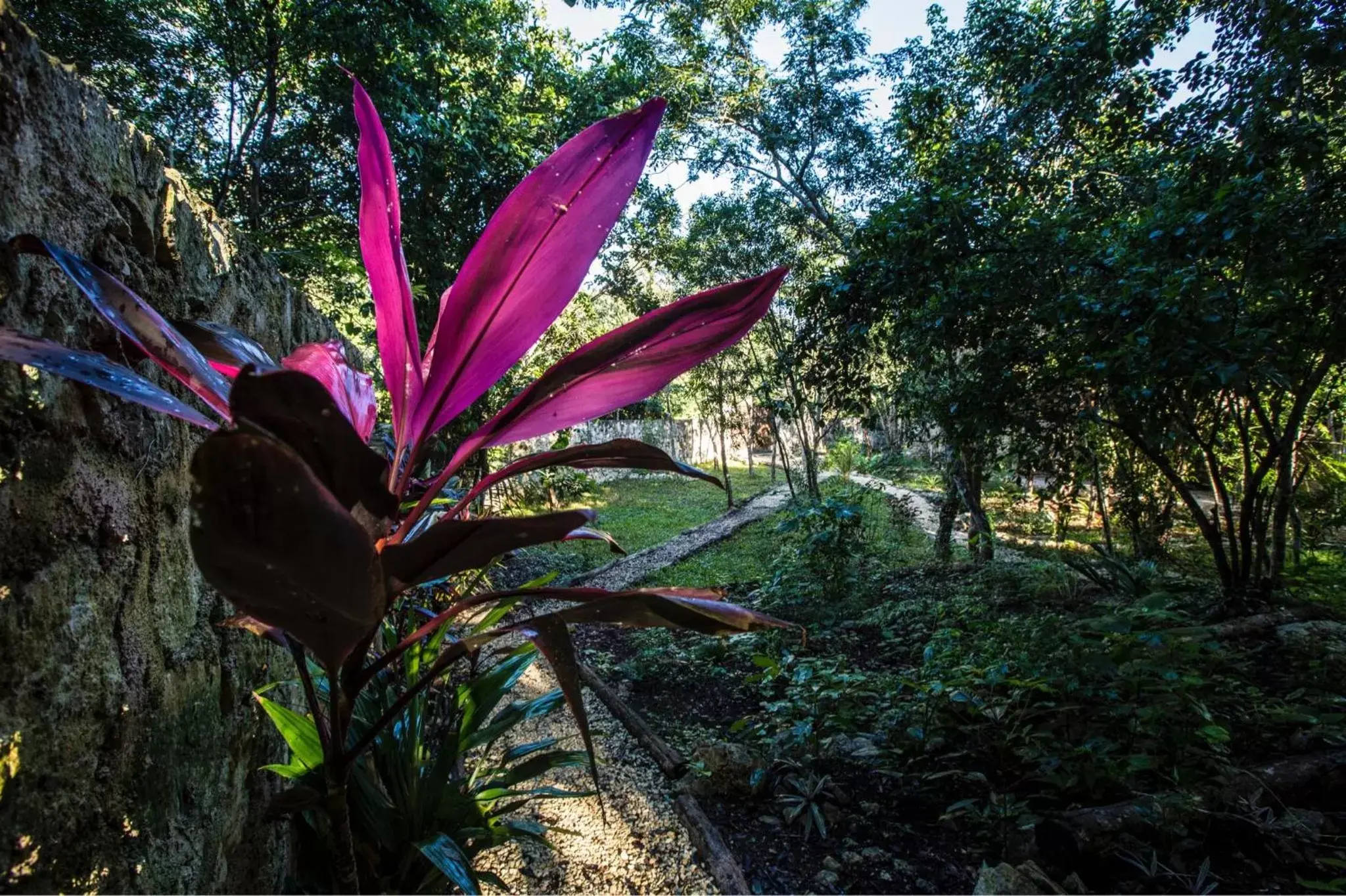 Escarabajo Rojo