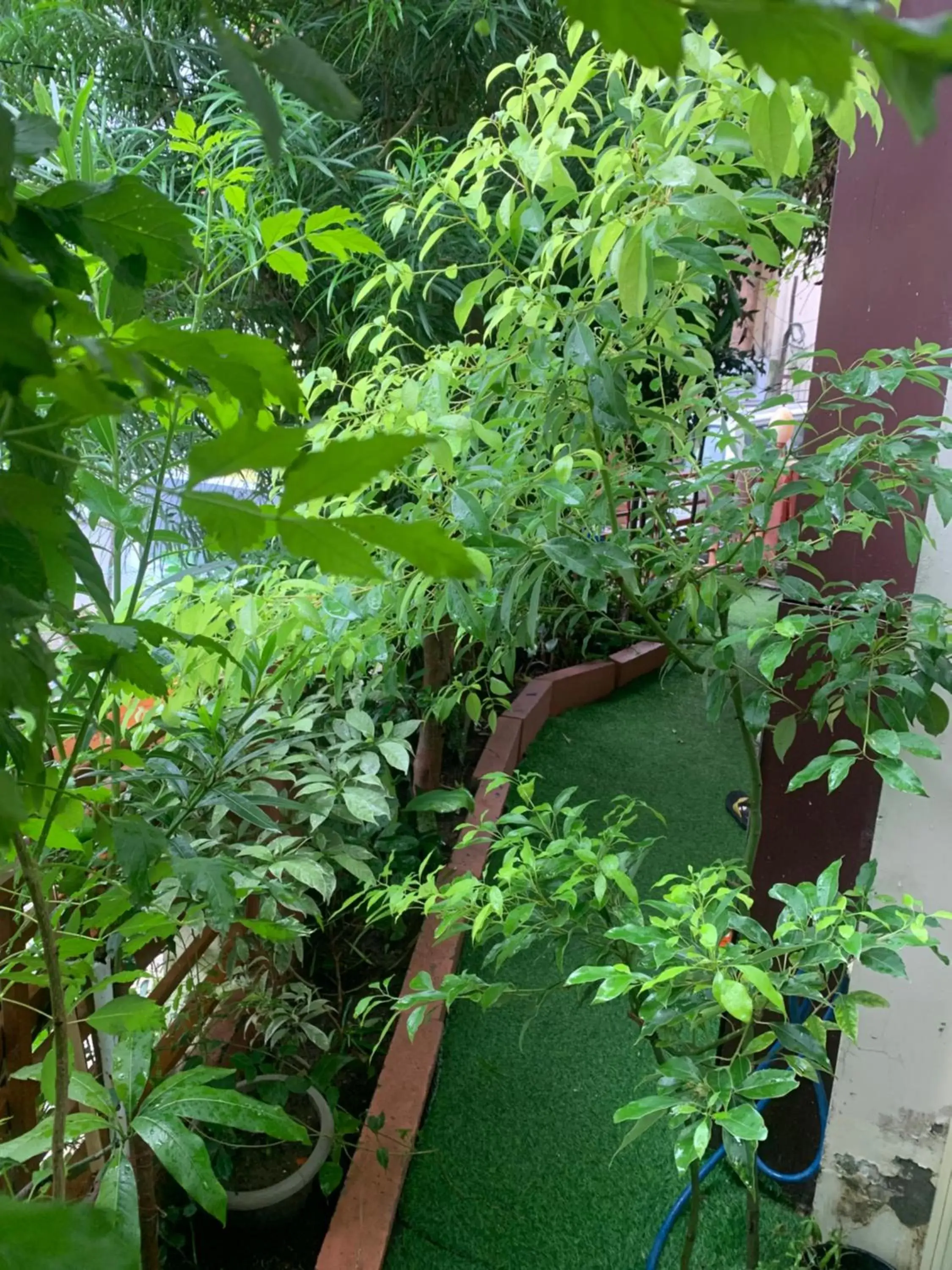 Garden view in Rudram Hotel Yoga & Ayurveda Retreat Garden view in Rudram Hotel Yoga & Ayurveda Retreat