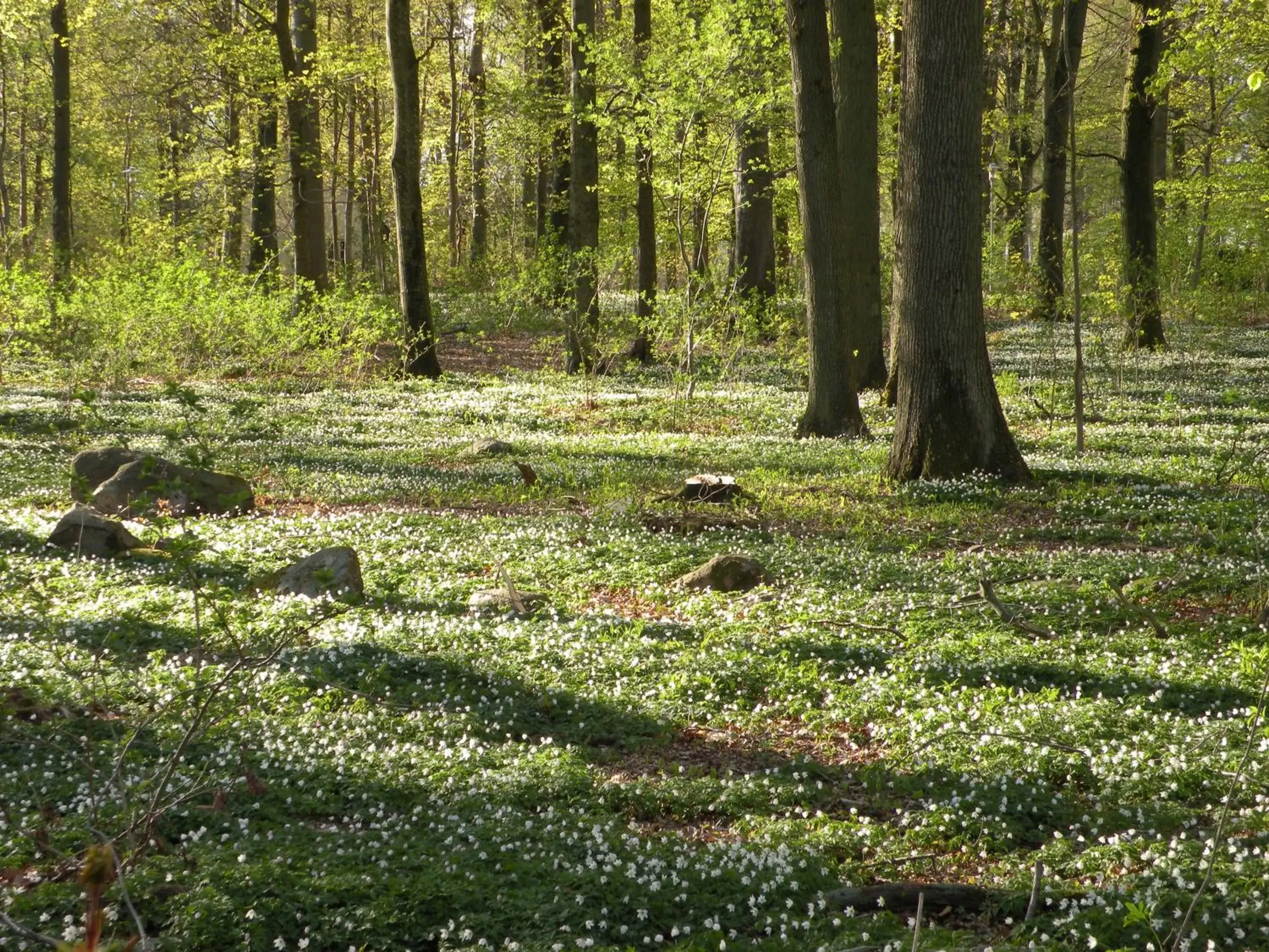 Natural landscape in Best Western Valhall Park Hotell