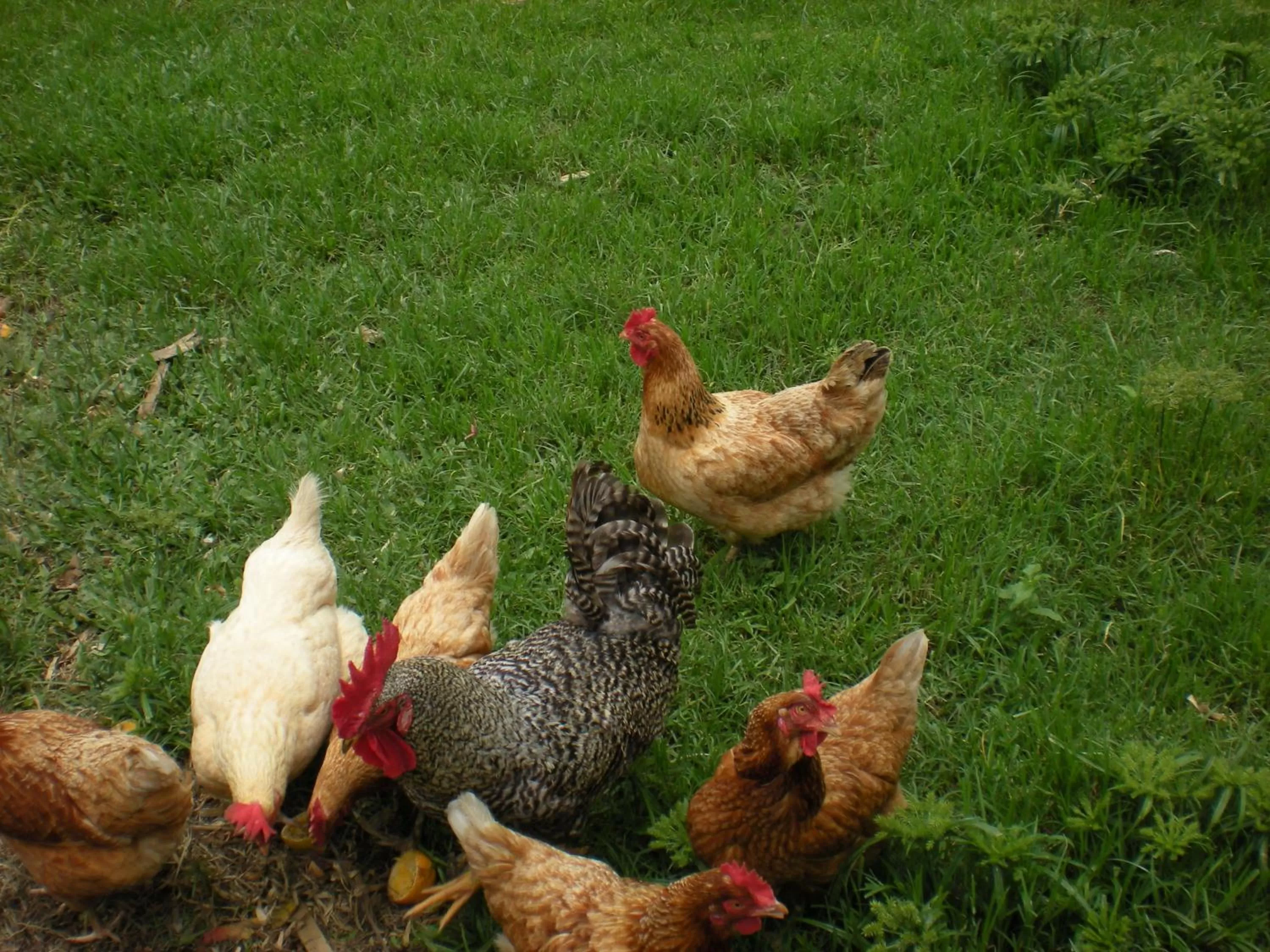 Animals in Pousada Mariza