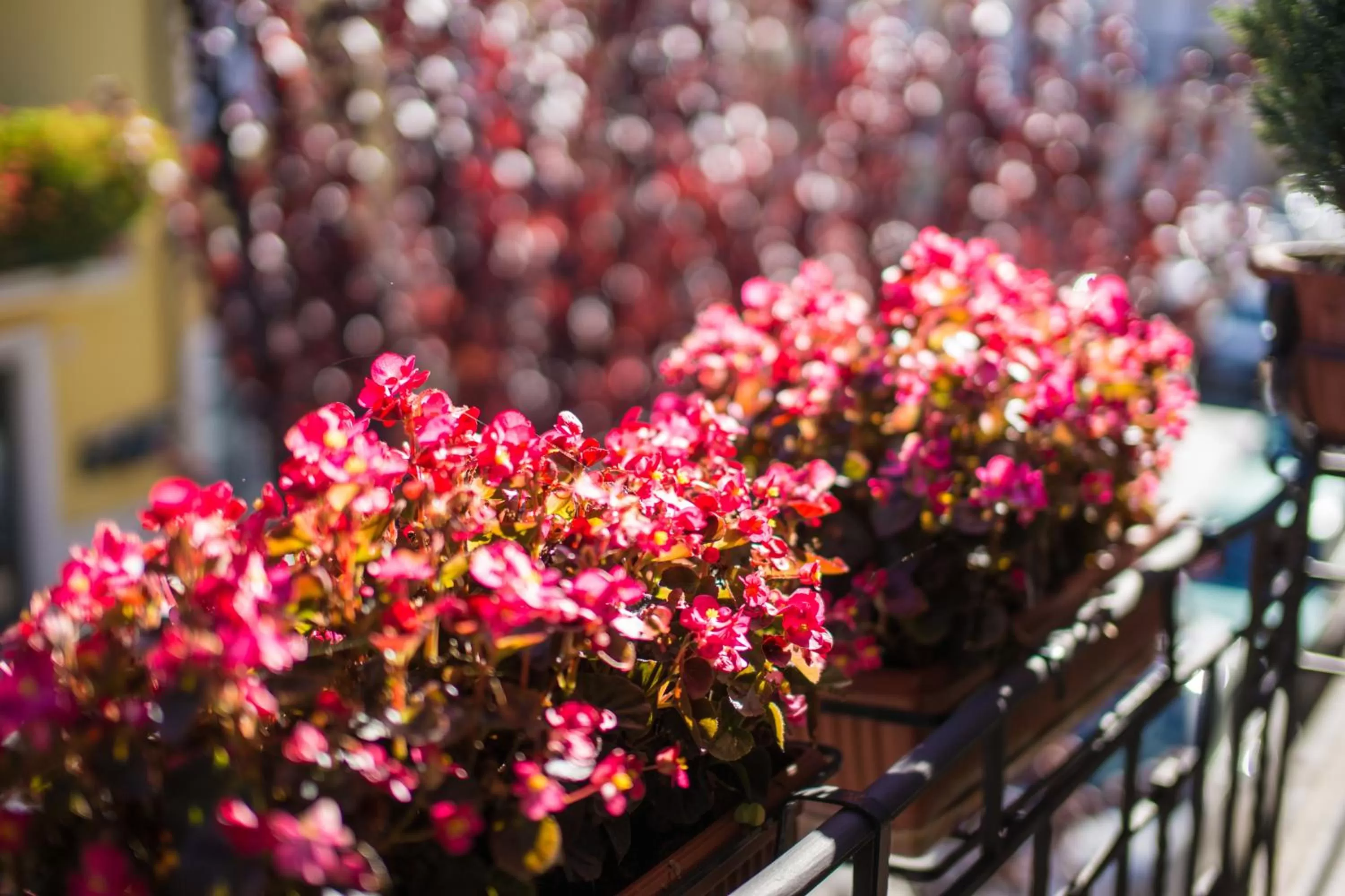 Property building in Hotel Il Tiglio