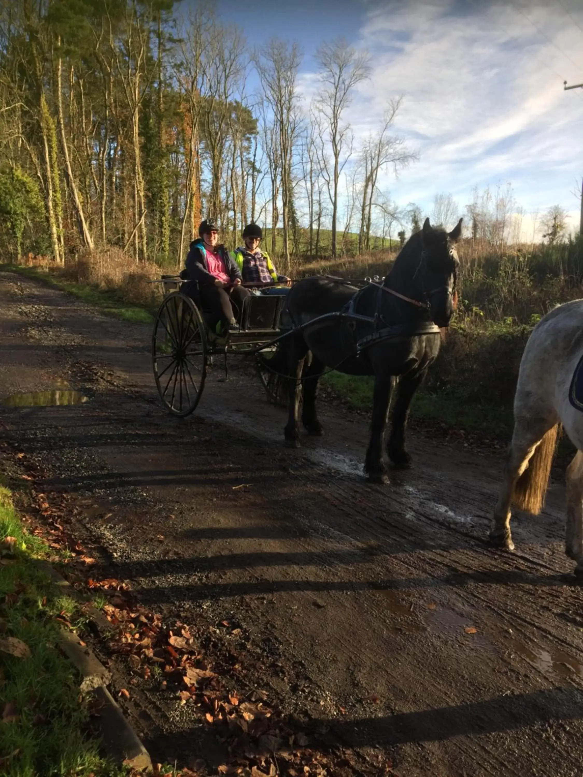 Animals, Other Animals in Retreat at The Knowe Auchincruive Estate