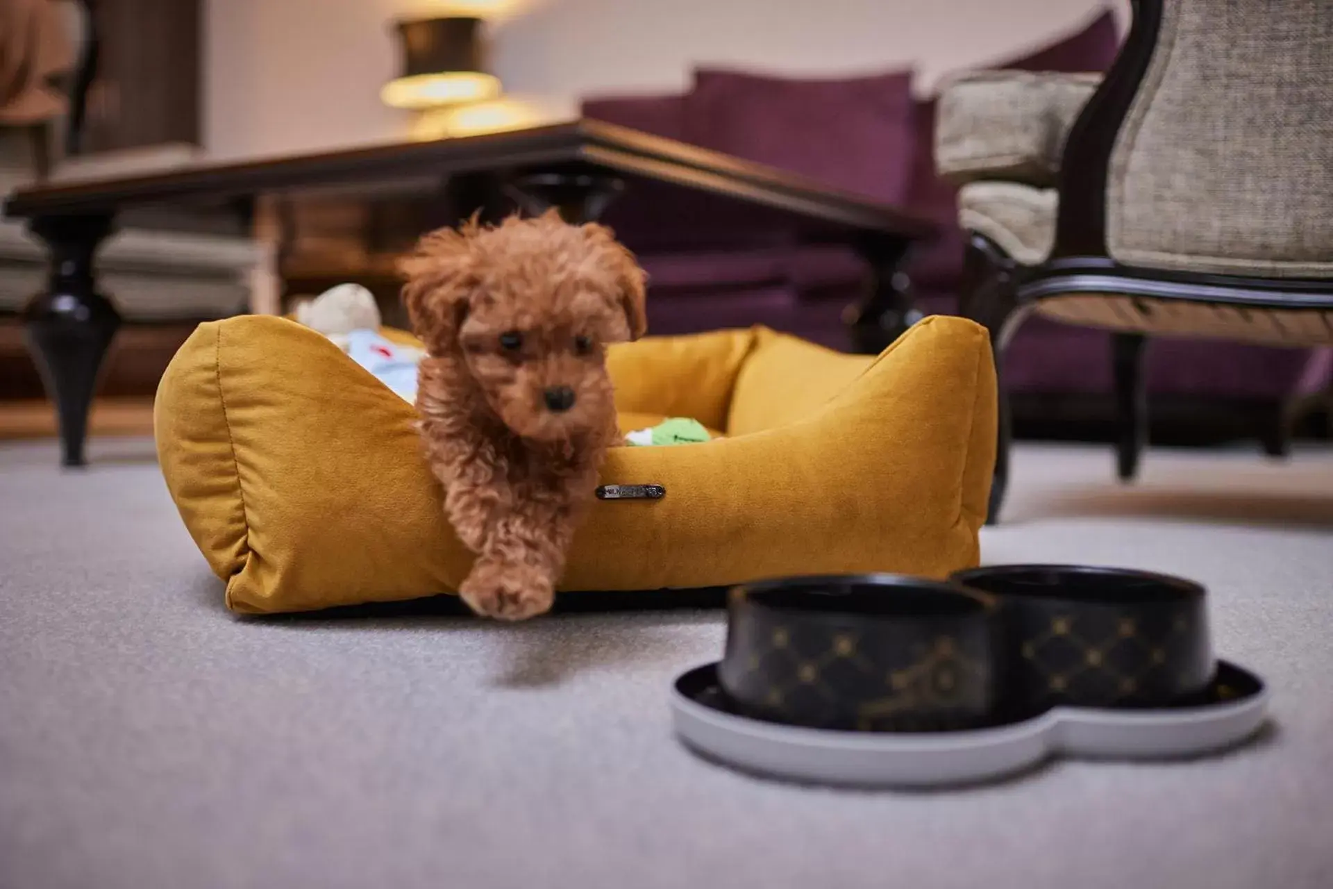 Pets in Grand Hotel Kempinski Vilnius