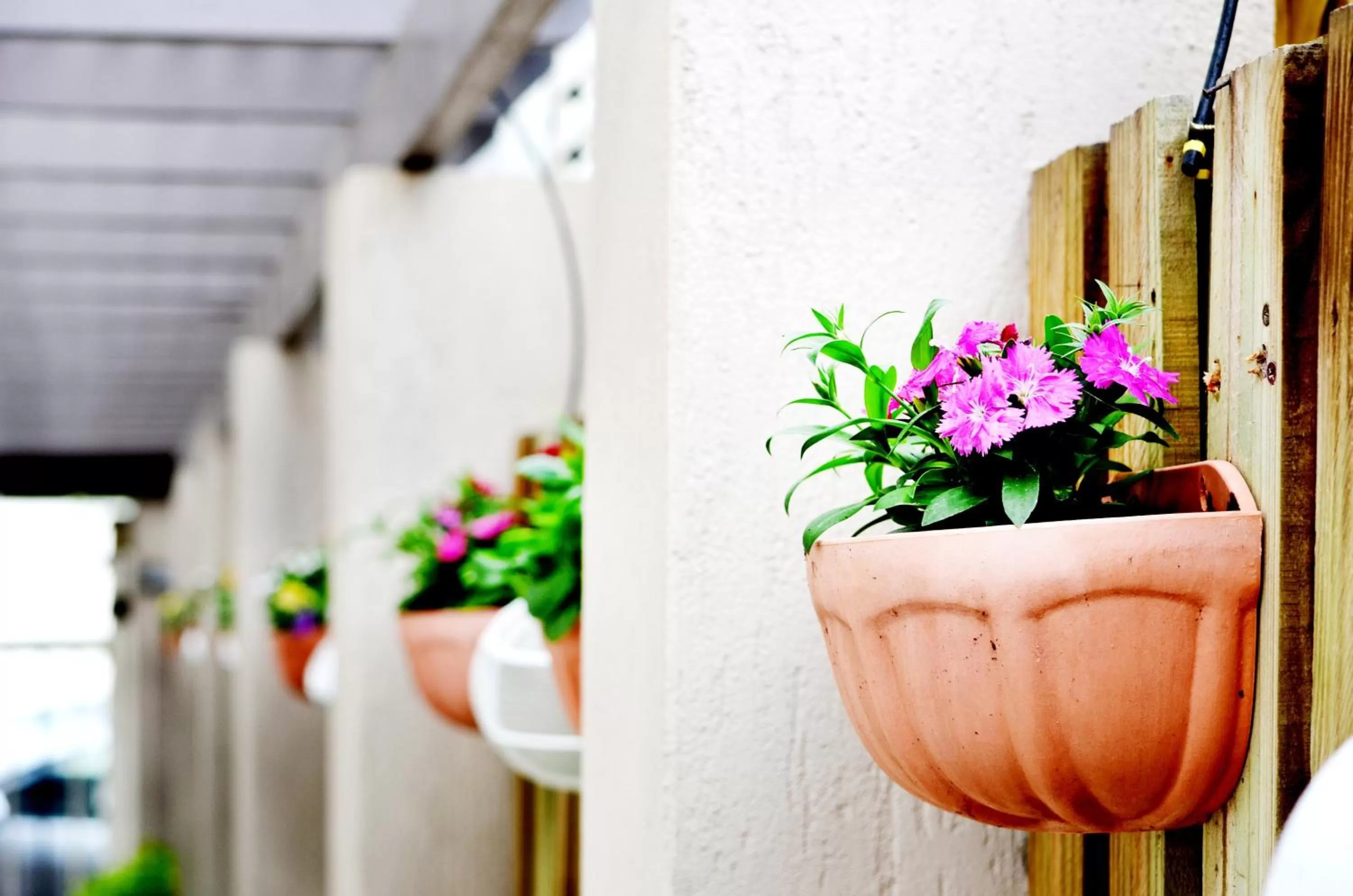 Spring in Spring Hill Mews Apartments