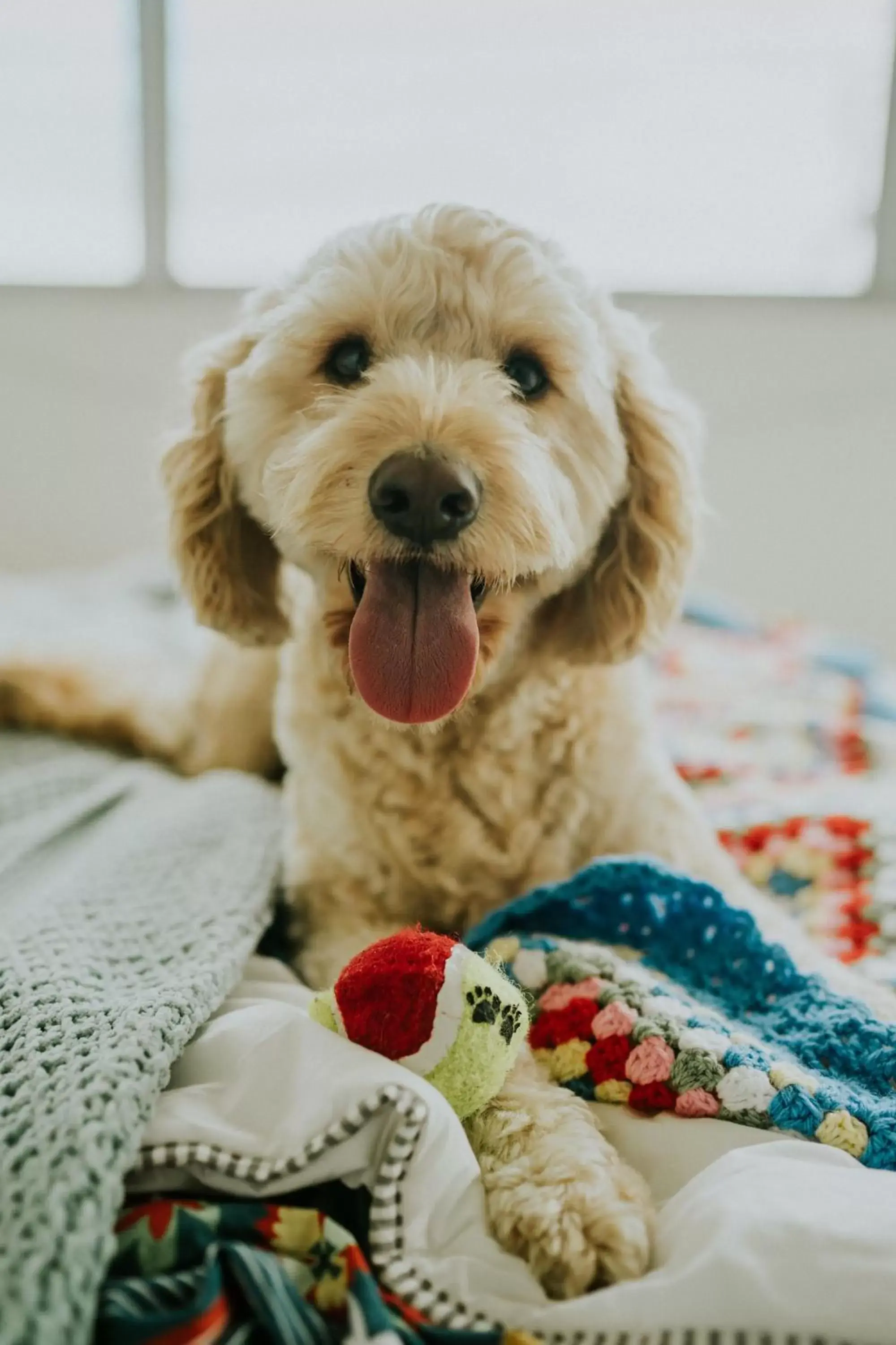 Pets in Buccaneer Motel