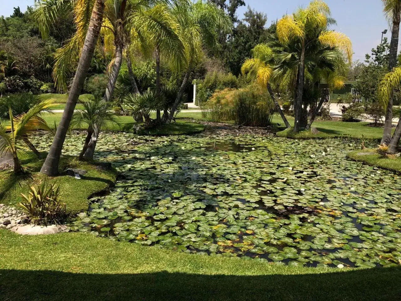 Garden in Huayacán Cuernavaca Curamoria Collection