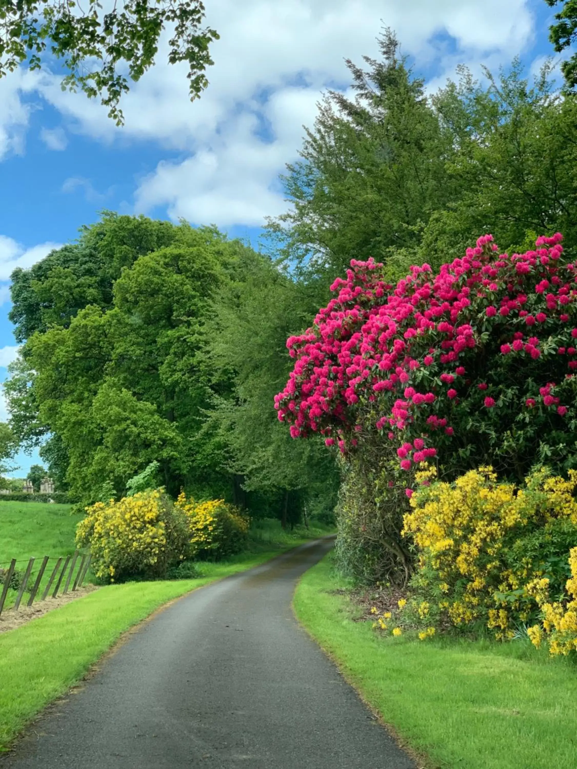 Garden in West Plean House