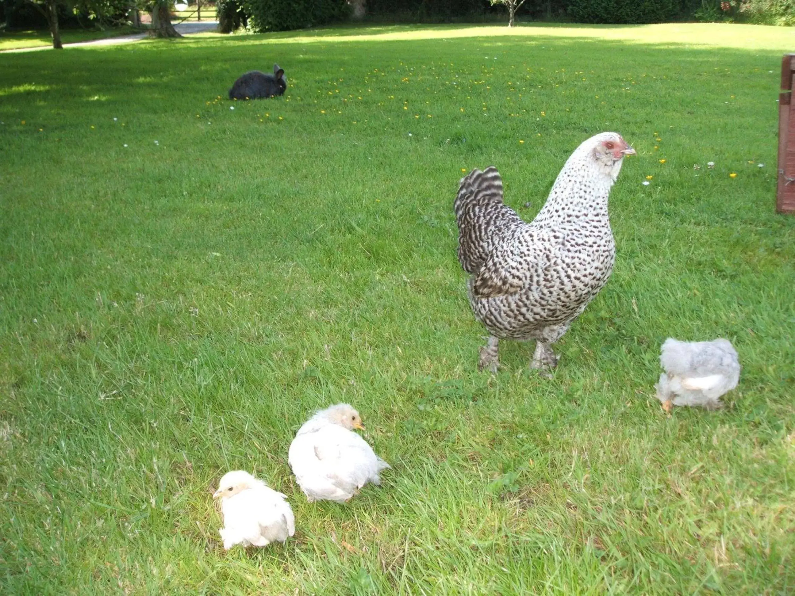 Animals, Other Animals in Green Bank Farmhouse