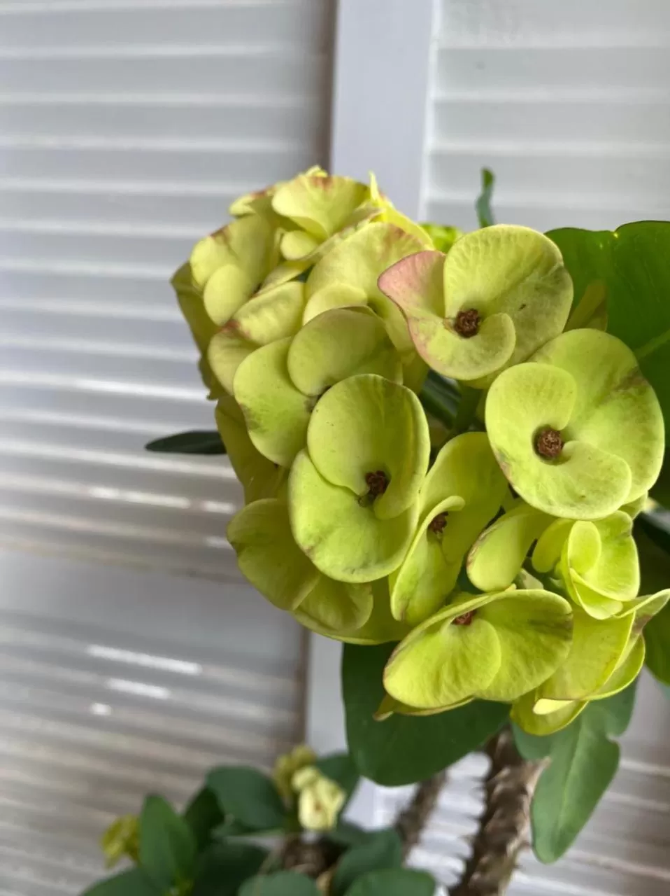 Villa Cajou chambres d'hôtes chez l'habitant et Zanzibar cottage