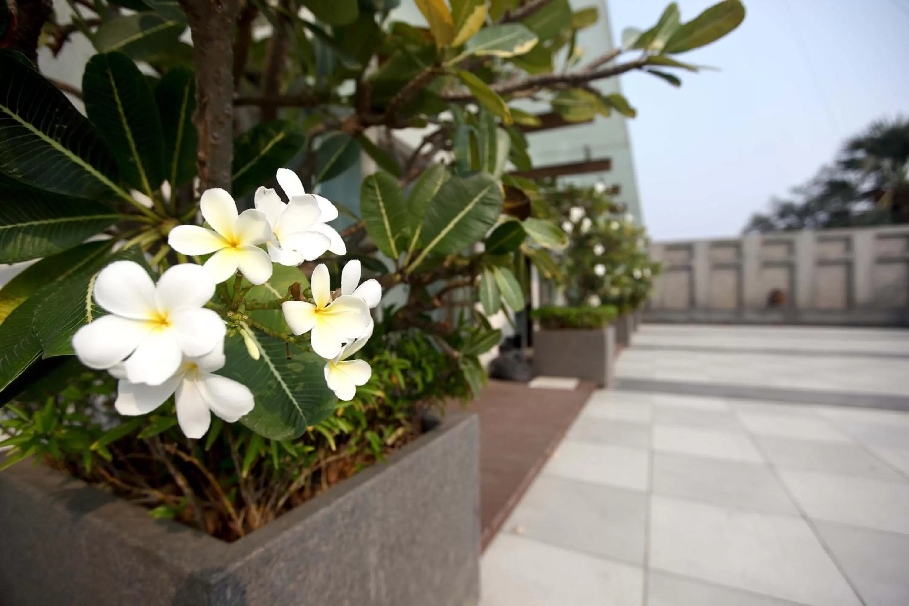 Garden view in Mirage Hotel, Mumbai International Airport