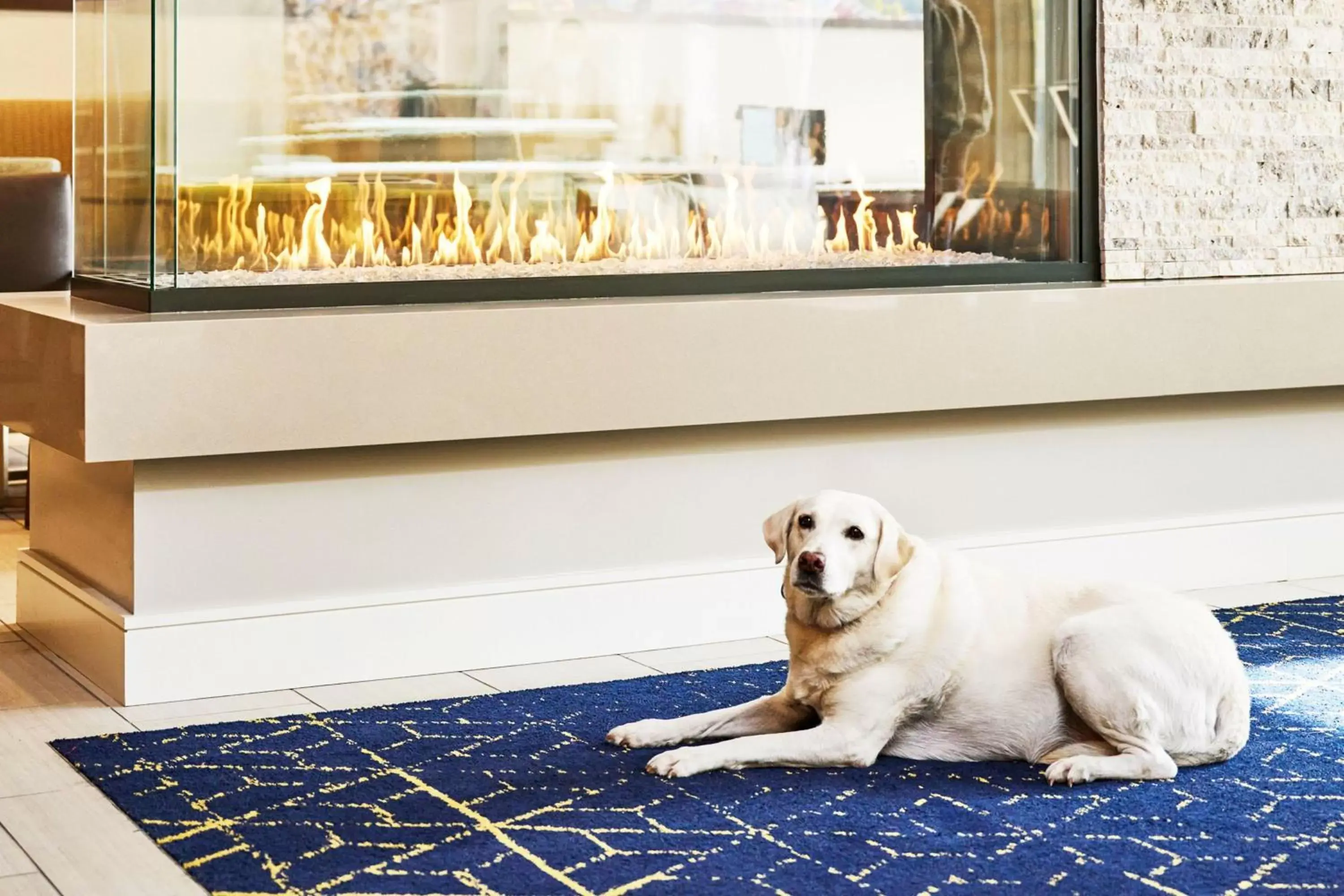 Lobby or reception, Pets in Residence Inn By Marriott Berkeley