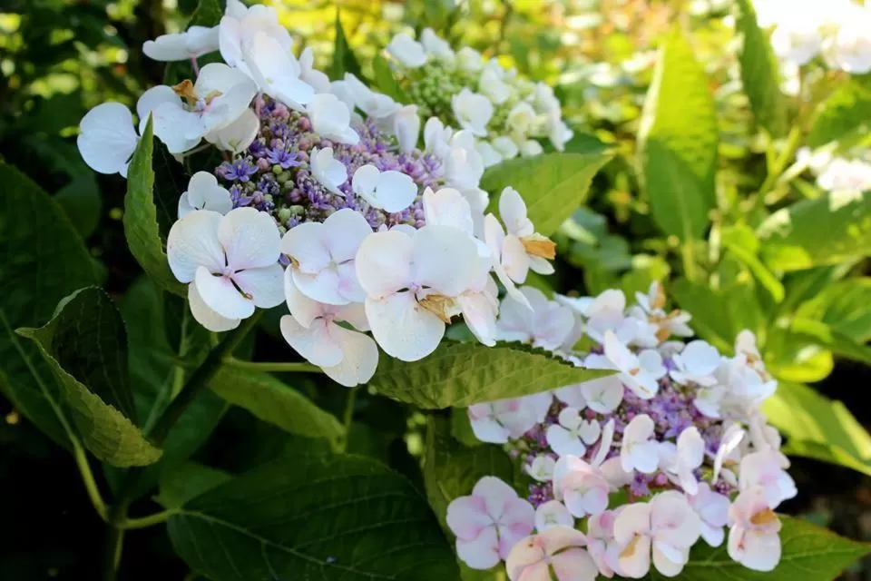 Other in Joia Hotel & Luxury Apartments RTA