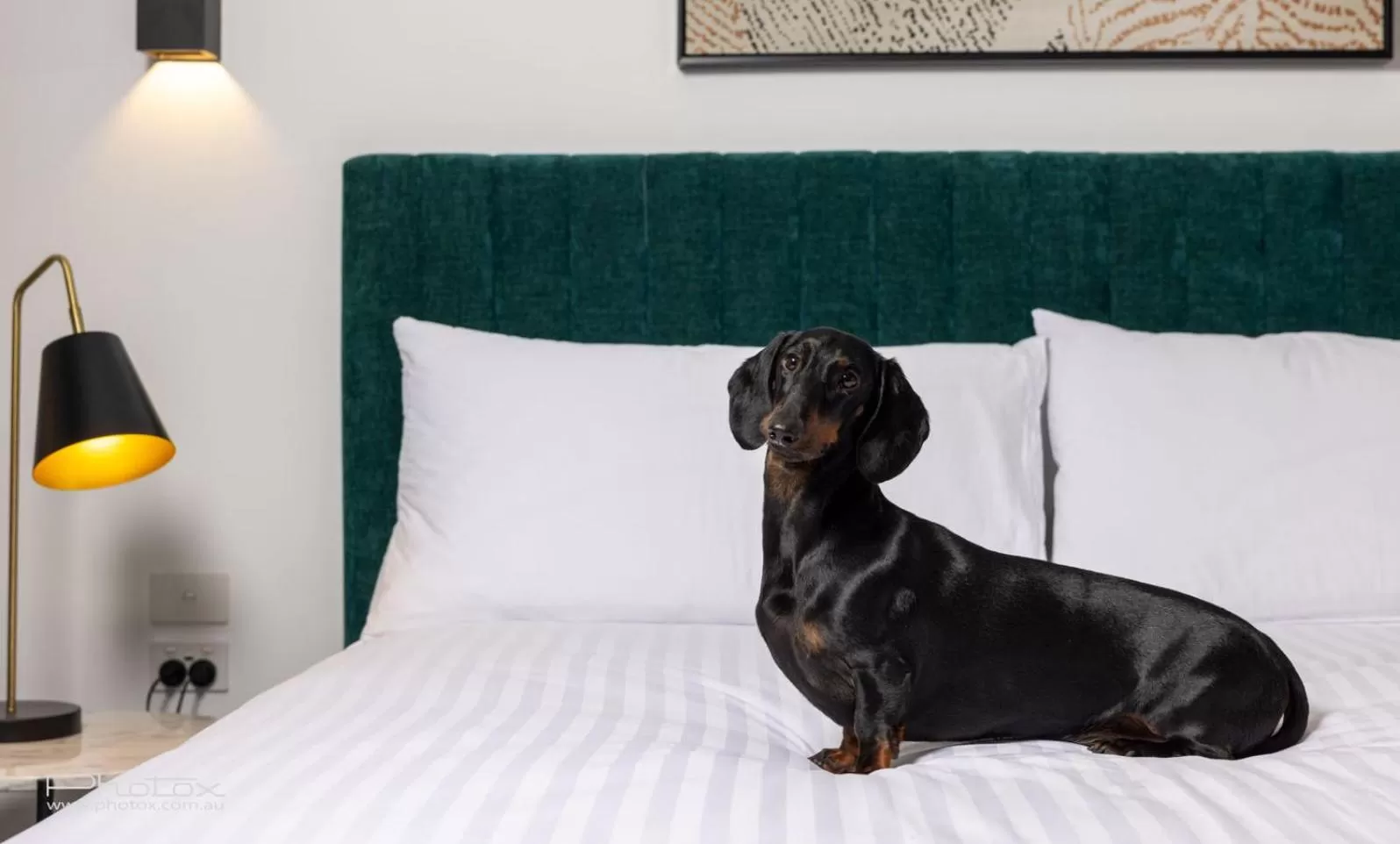 Pets, Bed in The Sebel Canberra Campbell