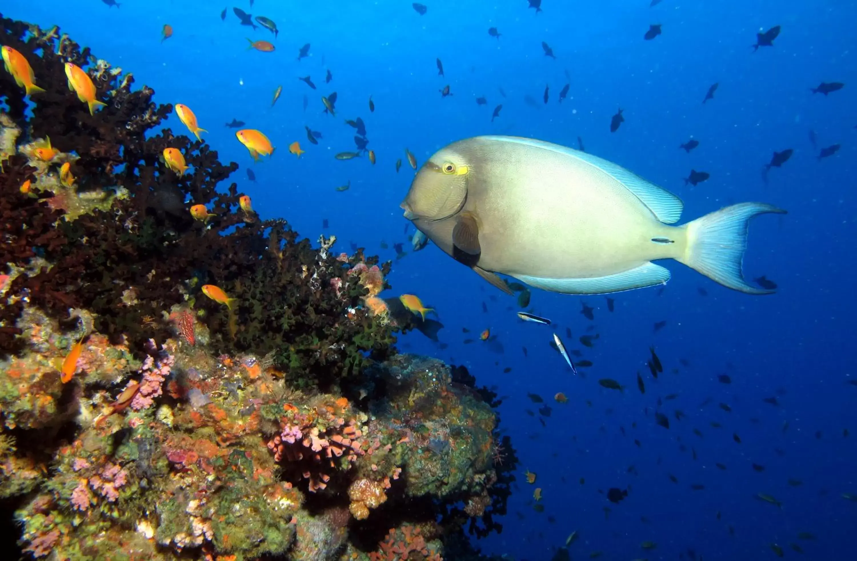Diving, Other Animals in Kandima Maldives