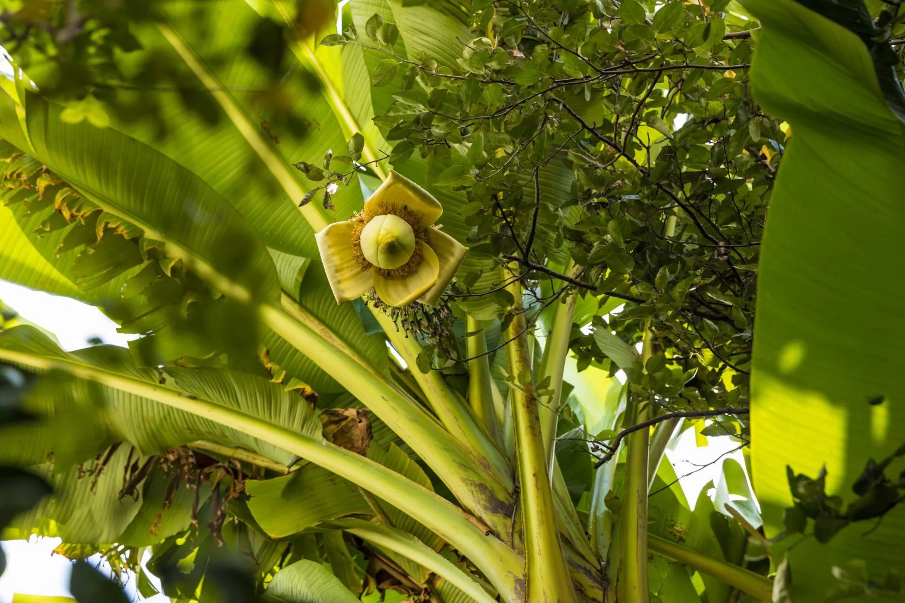 Garden in TJ GARDENS