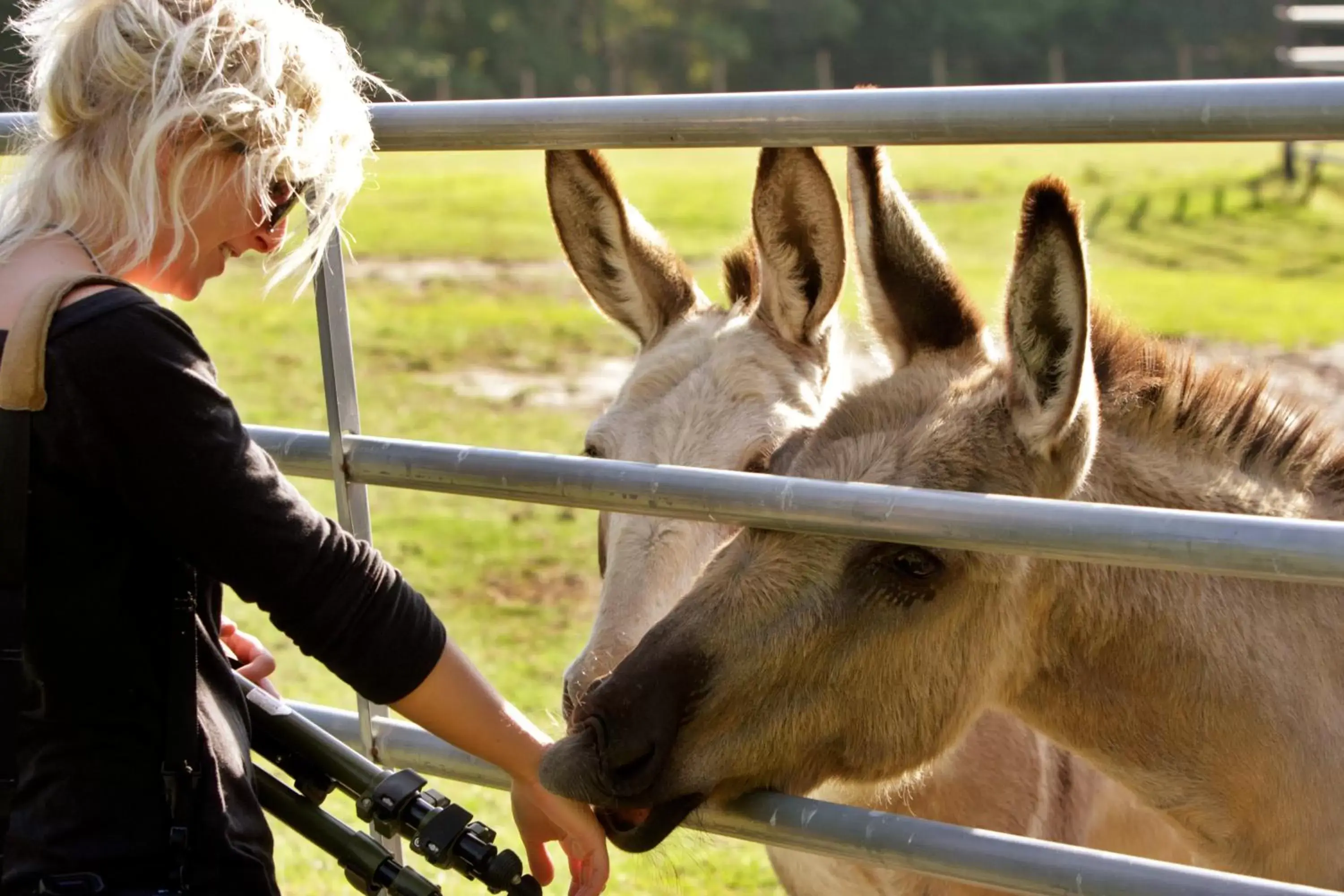 Other Animals in Dublin Farm