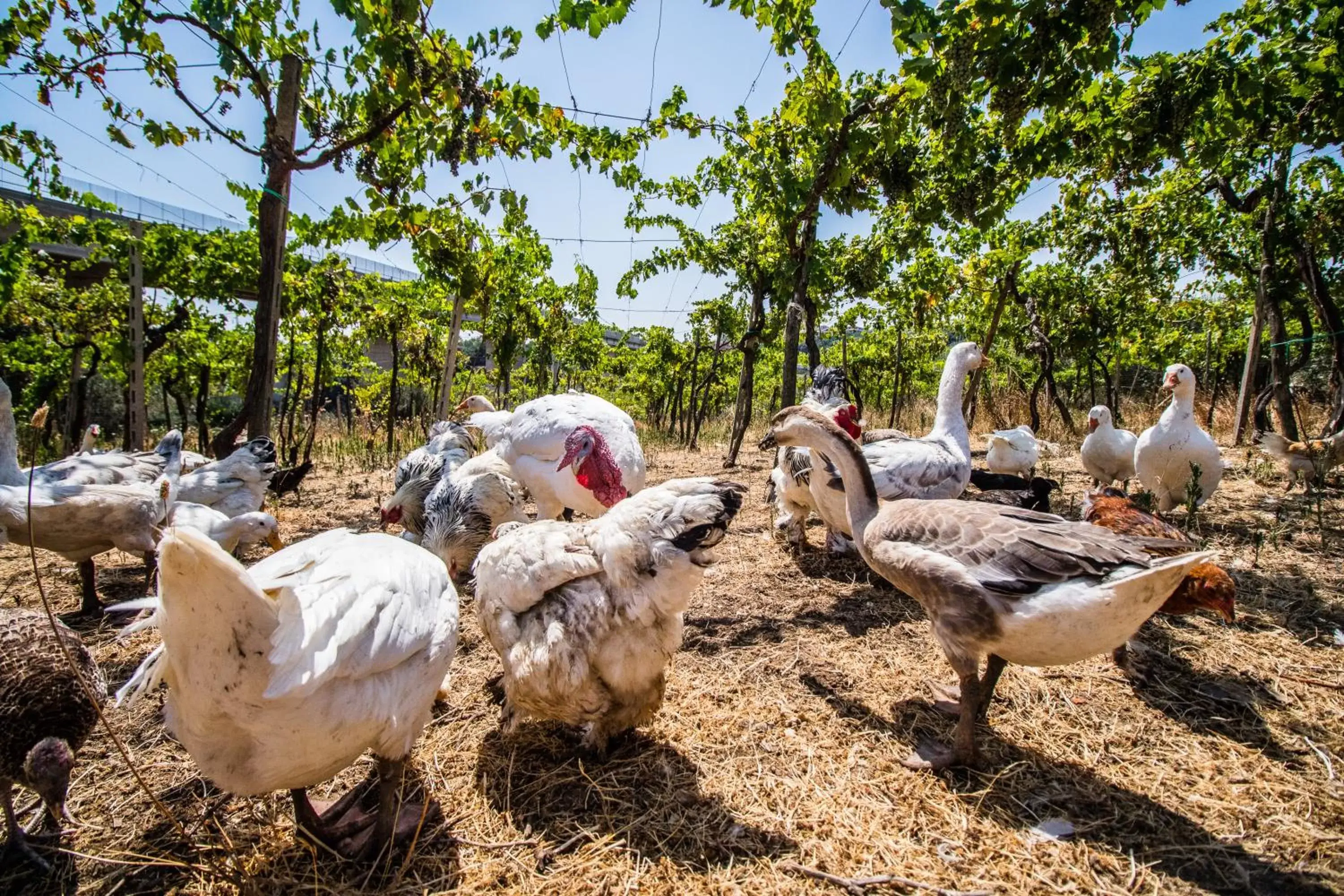 Animals, Other Animals in Il Gallo Con Gli Stivali