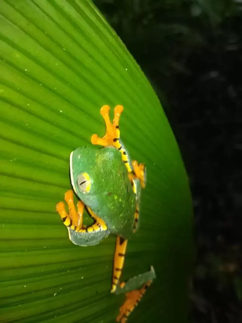 Other Animals in Iguanitas Lodge