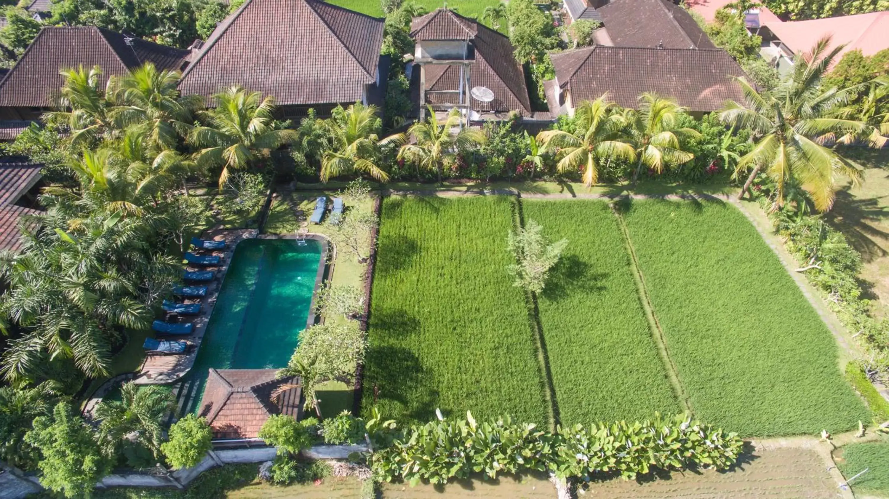 Natural landscape, Pool View in Bliss Ubud Spa Resort
