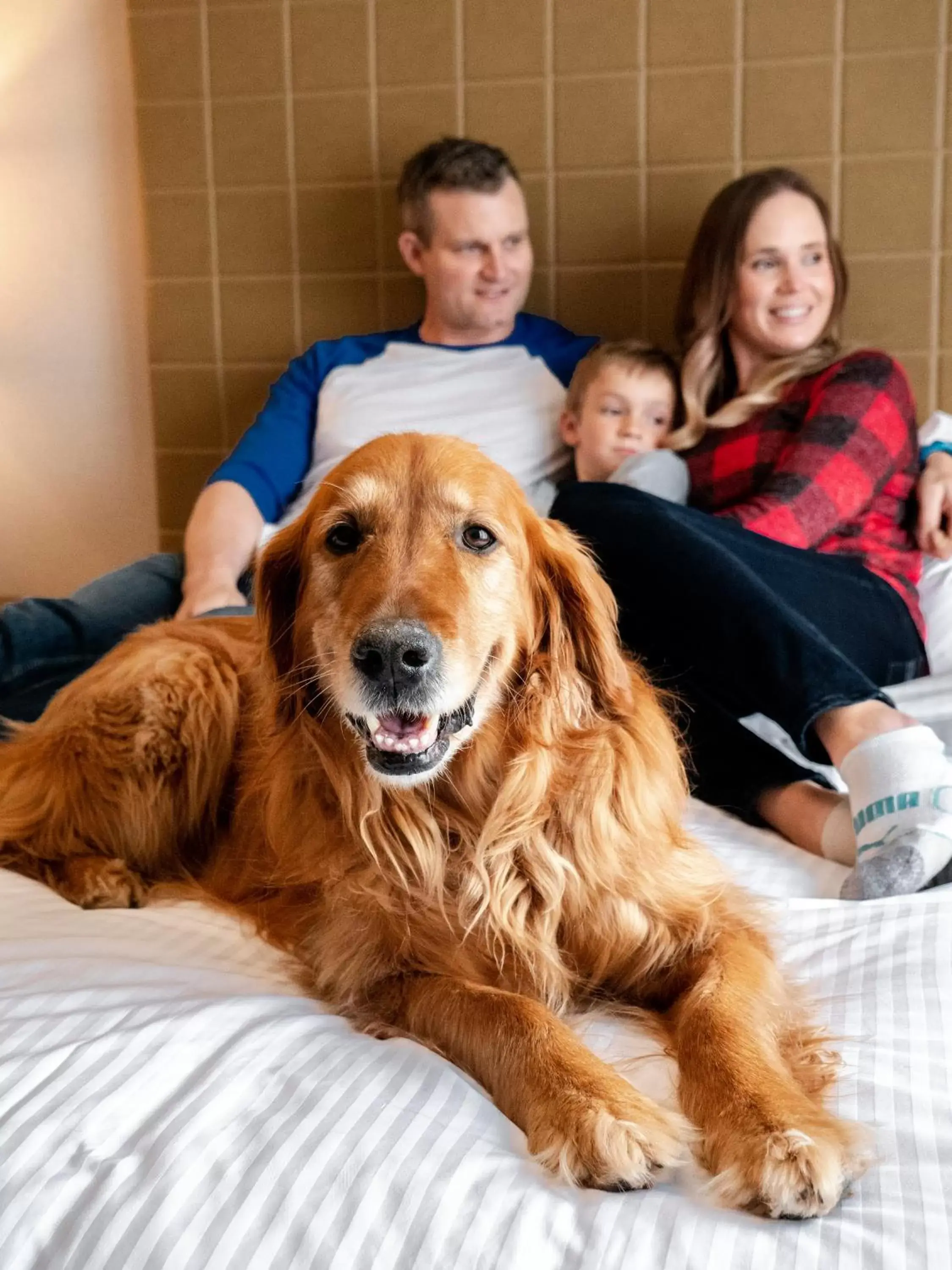 Pets in The Malcolm Hotel