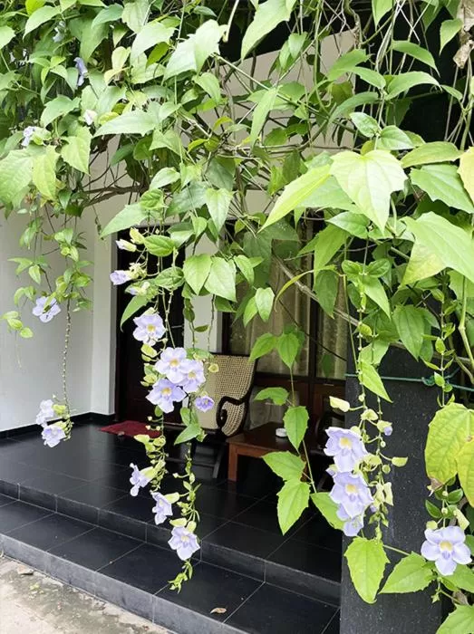 Property building in Dambulla Rock Arch