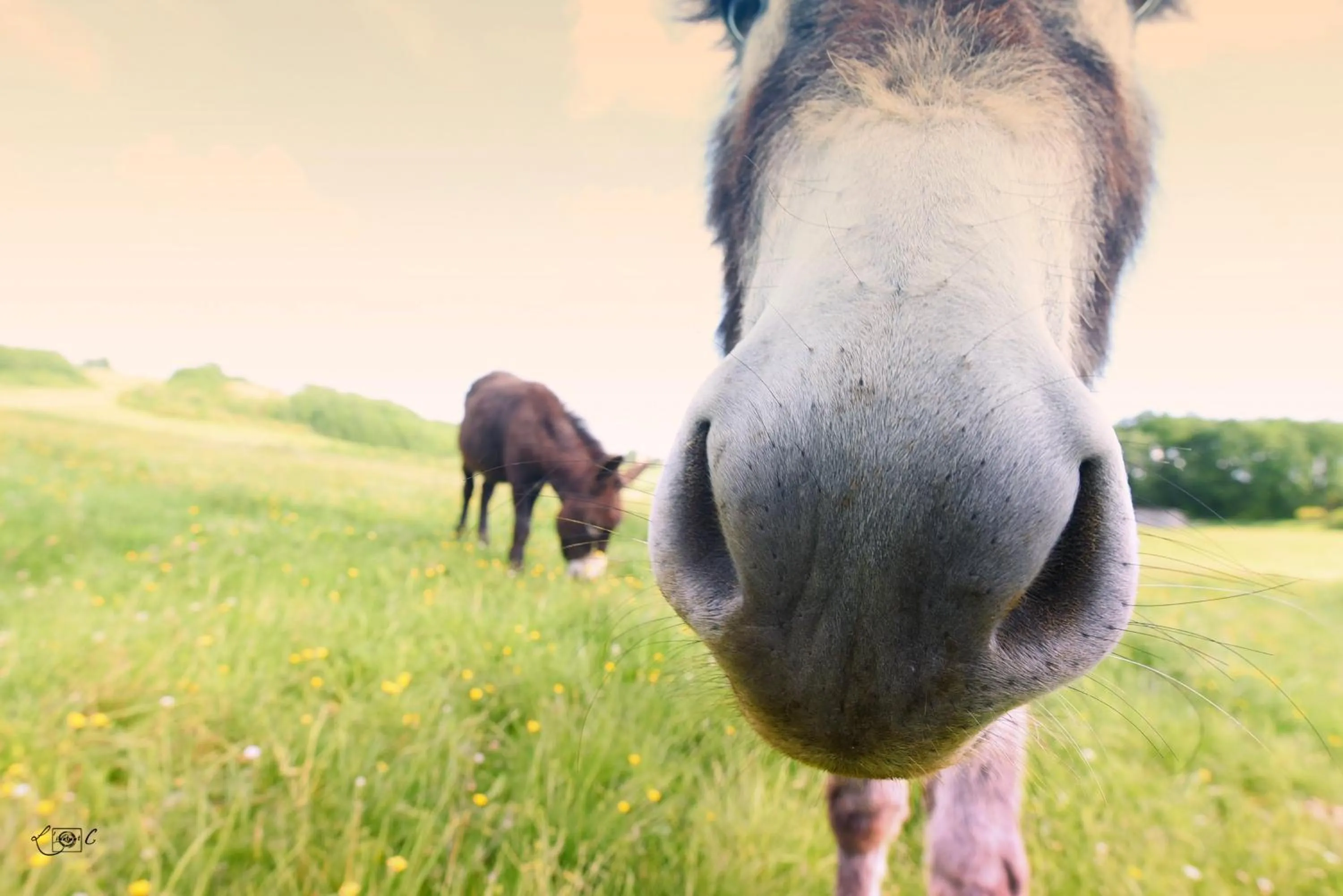 Pets in Le Domaine de Baulieu, Singuliers Hotels