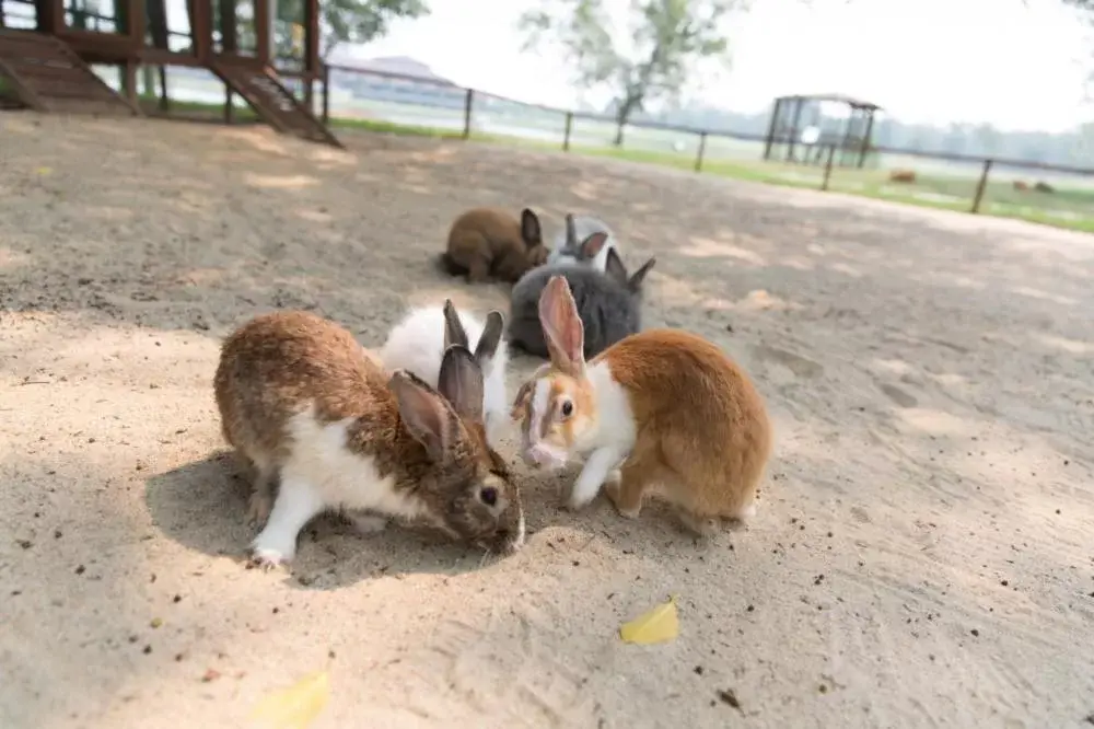 Other Animals in Amverton Cove Golf & Island Resort