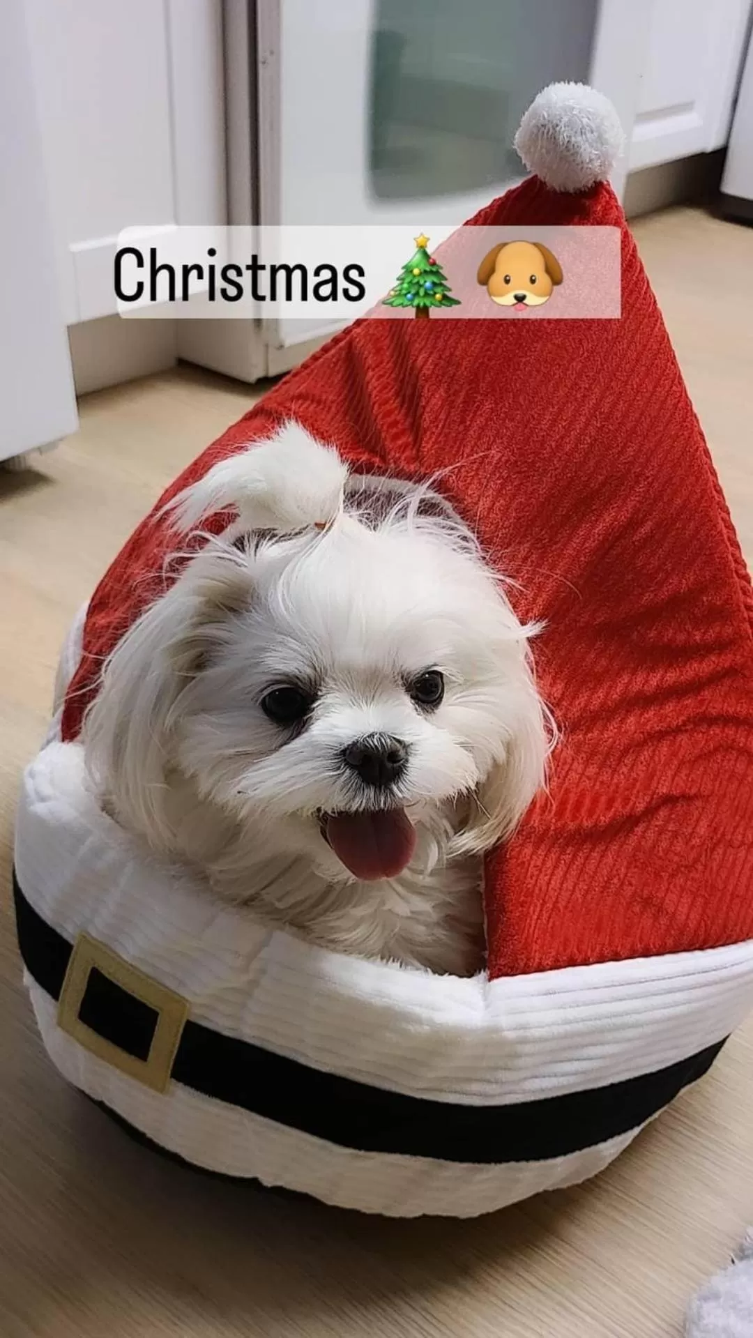 Pets in Jefferson Inn