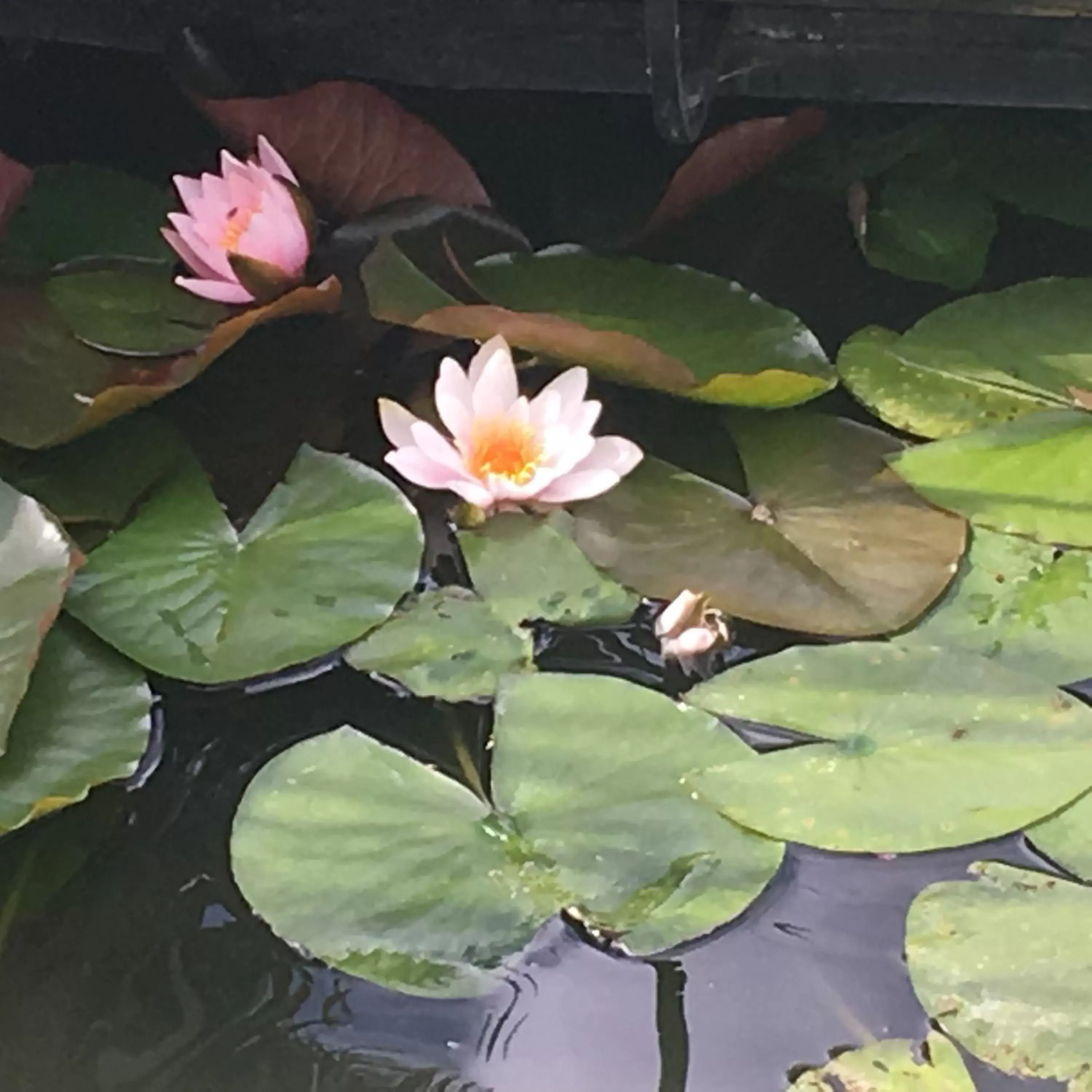 Garden, Other Animals in Spurwing Guest House