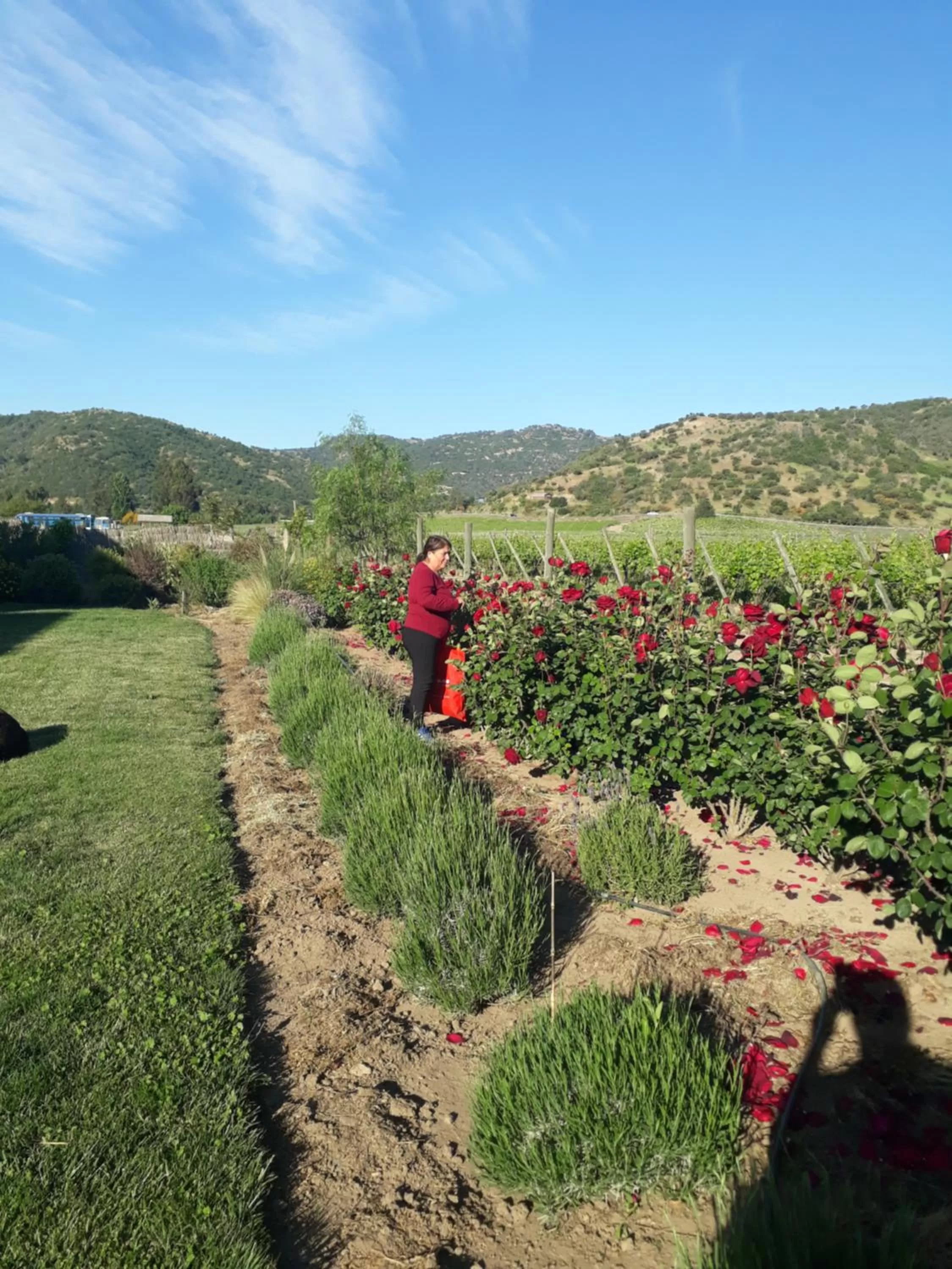 Garden view in Callihue Lodge