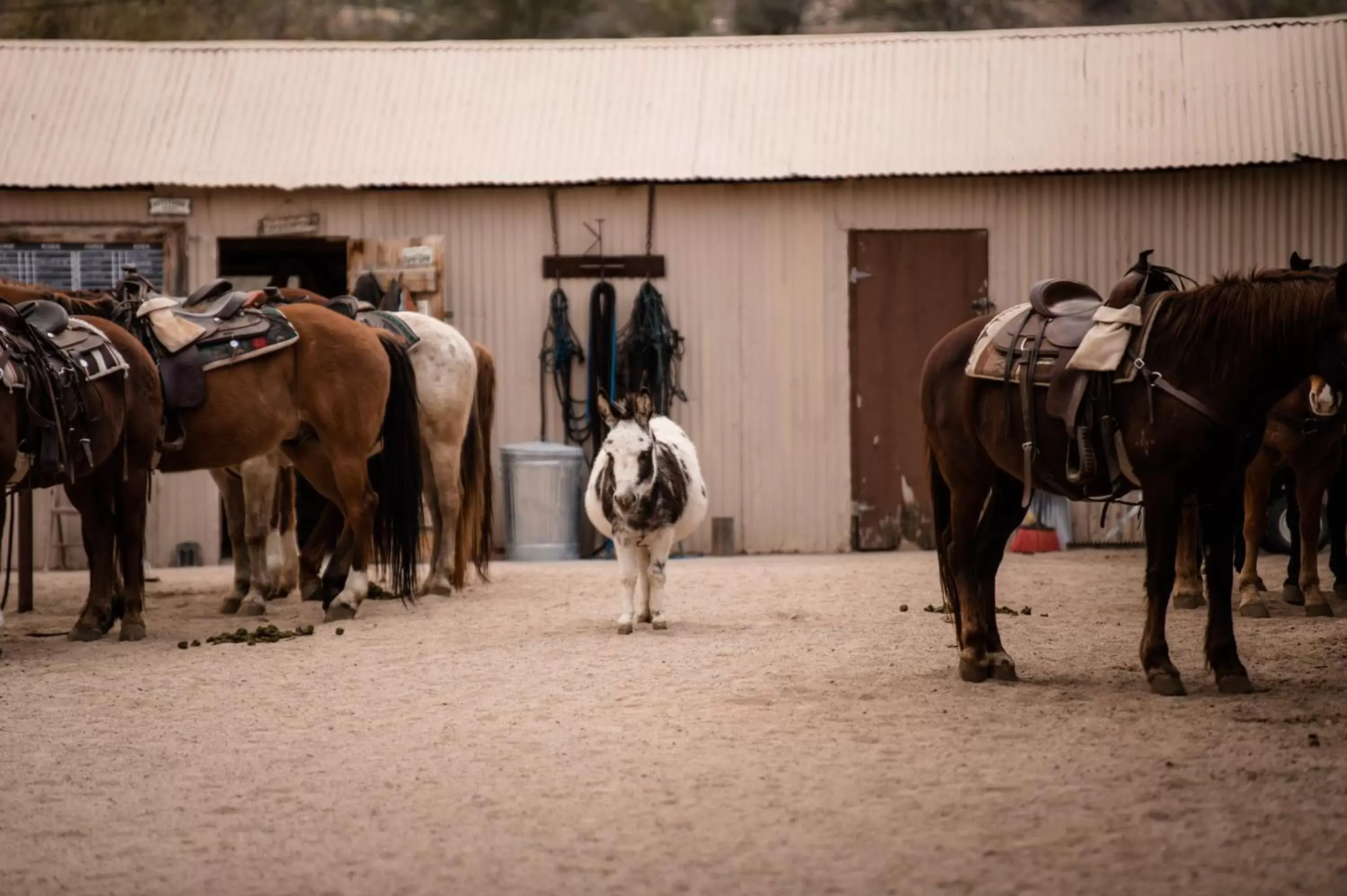 Animals, Horseback Riding in Kay El Bar Guest Ranch