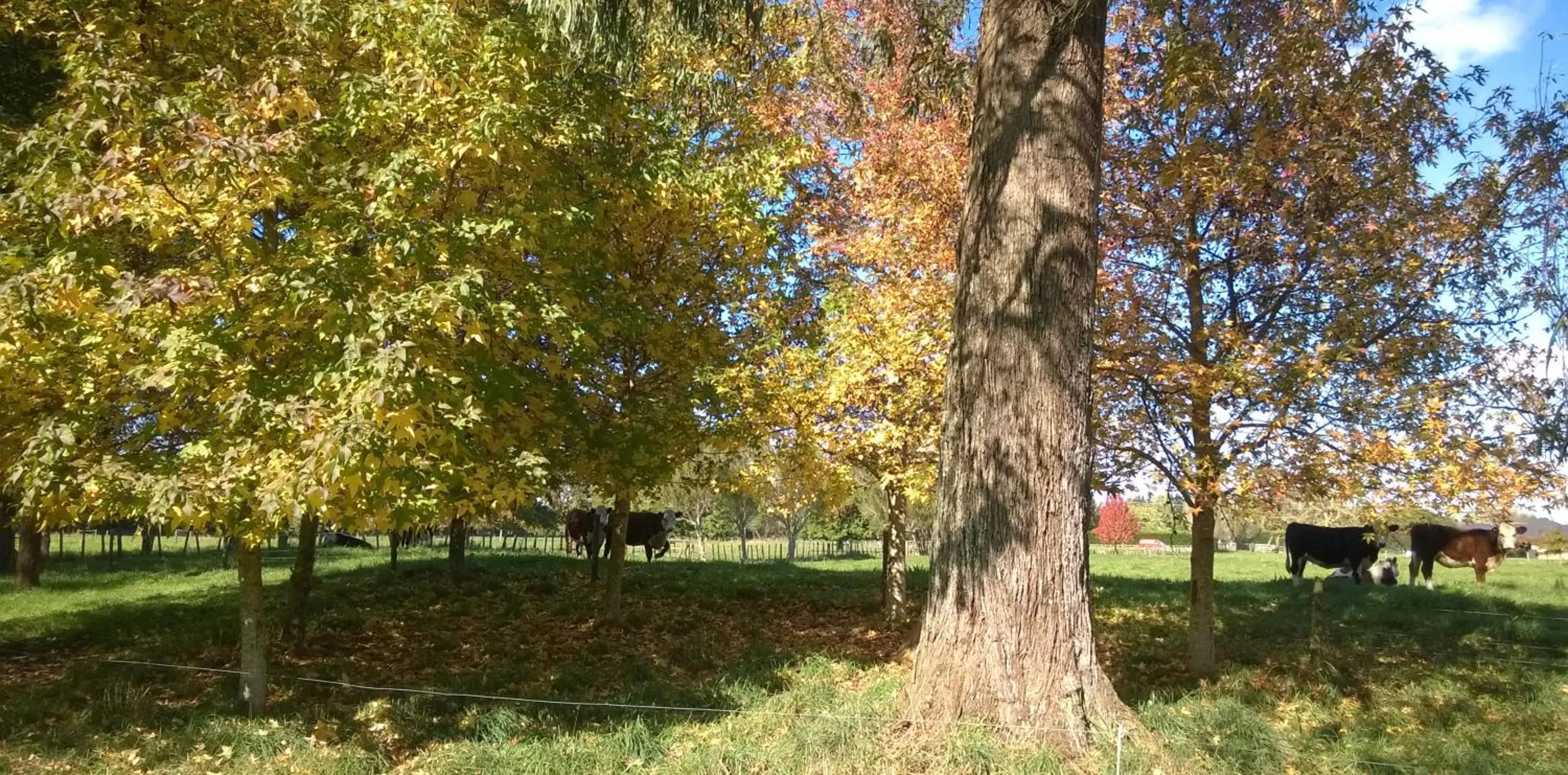 Natural landscape in Korbaylen Estate