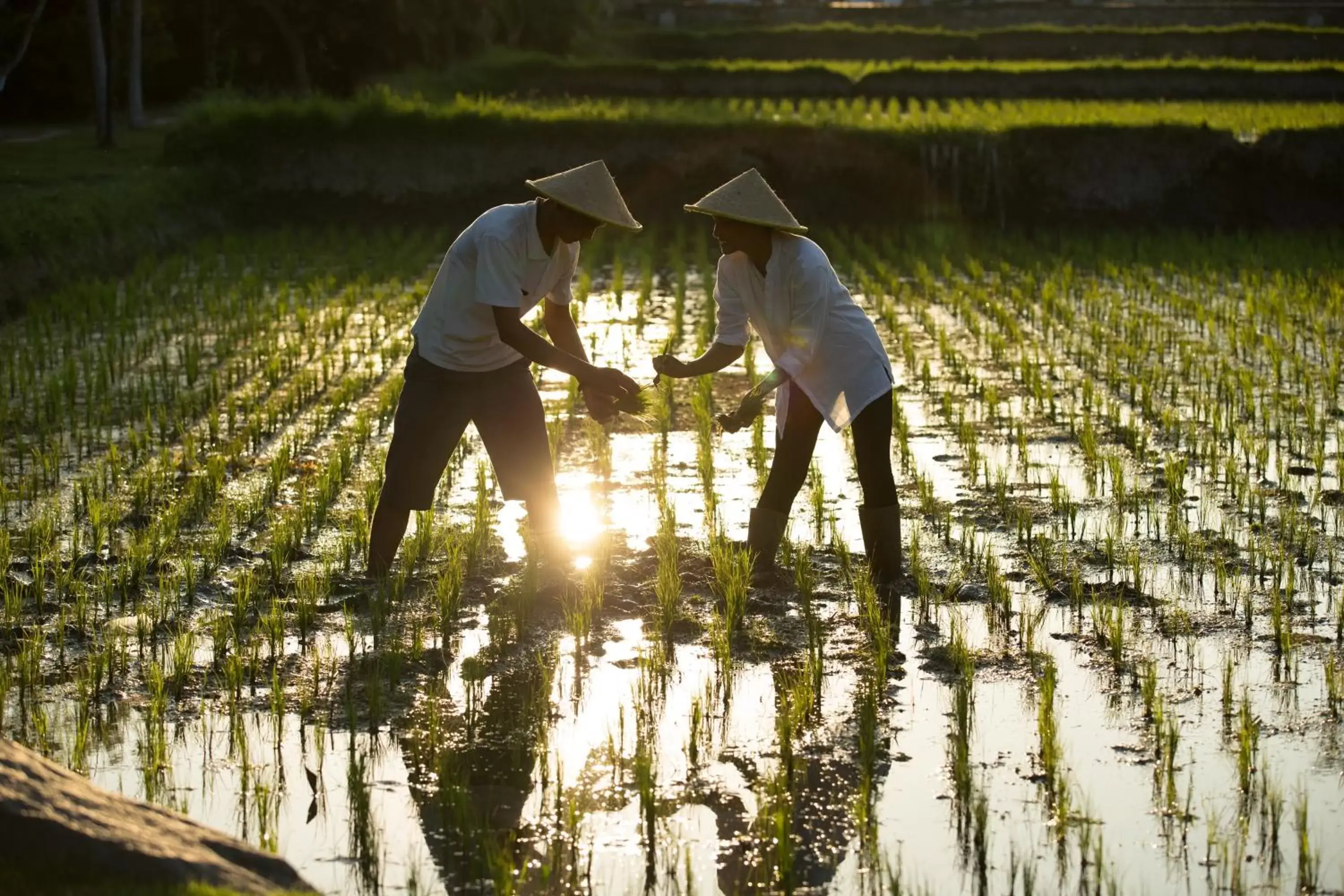 Activities in Alaya Resort Ubud