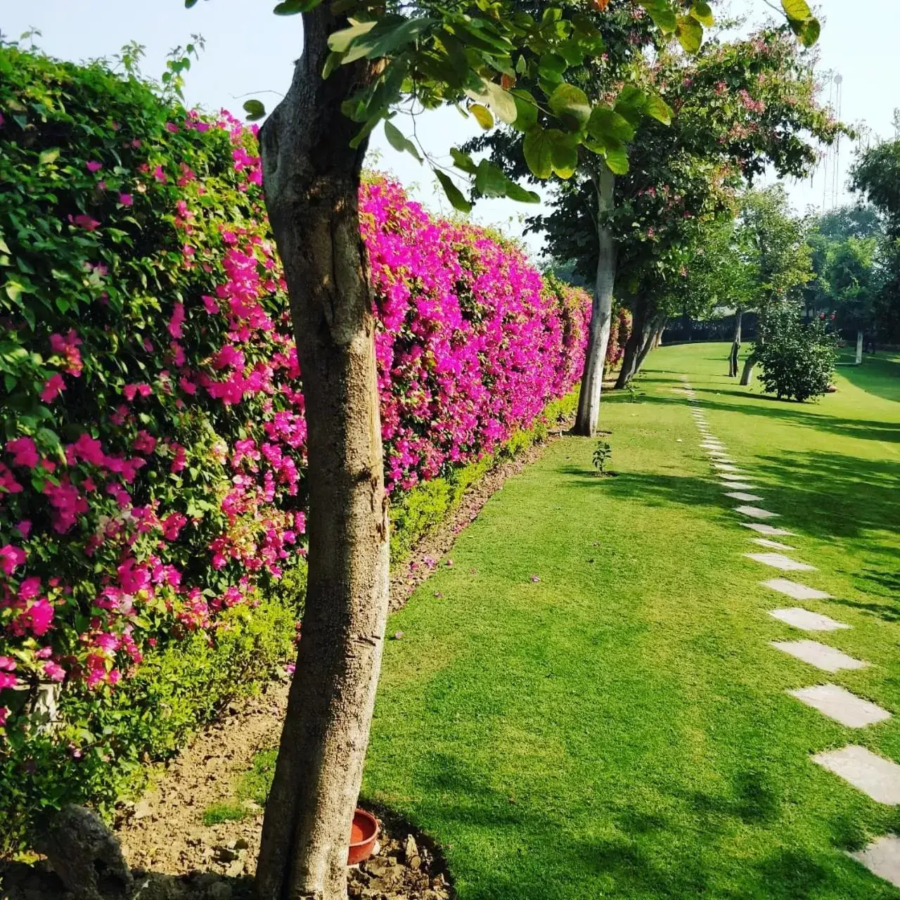 Garden in Trident Agra