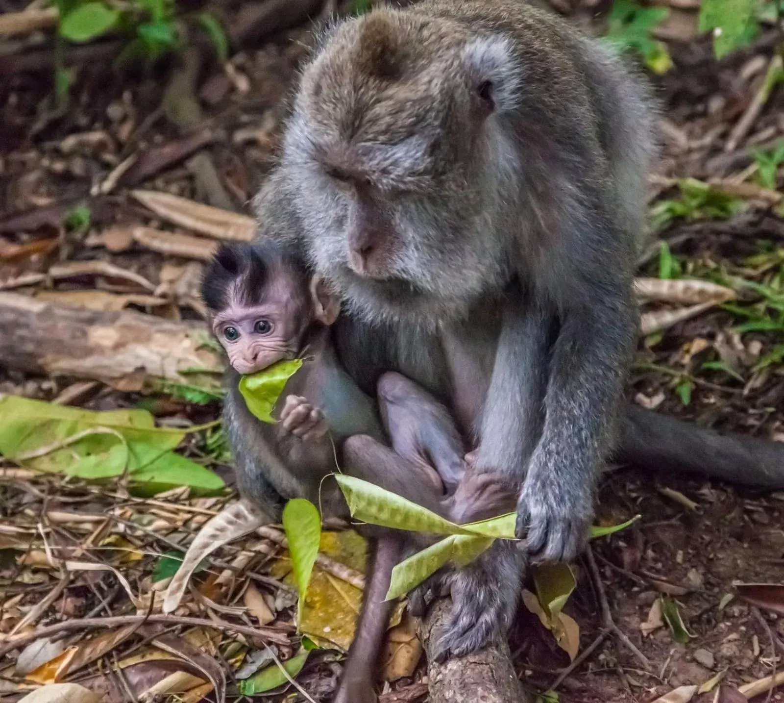 Natural landscape, Other Animals in Dewangga Ubud