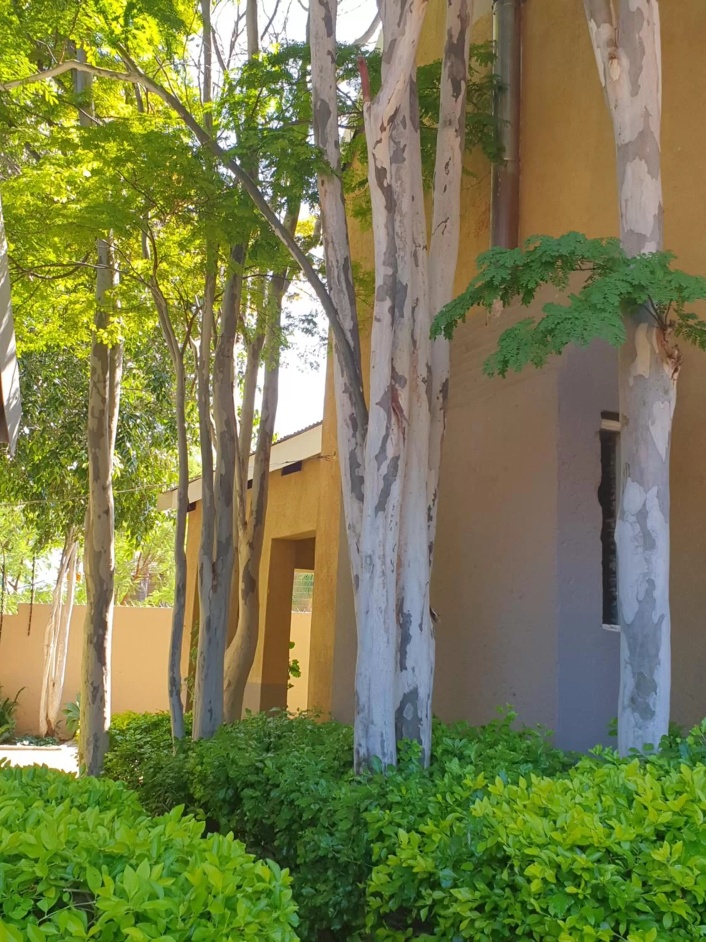 Garden in The Leopard Tree