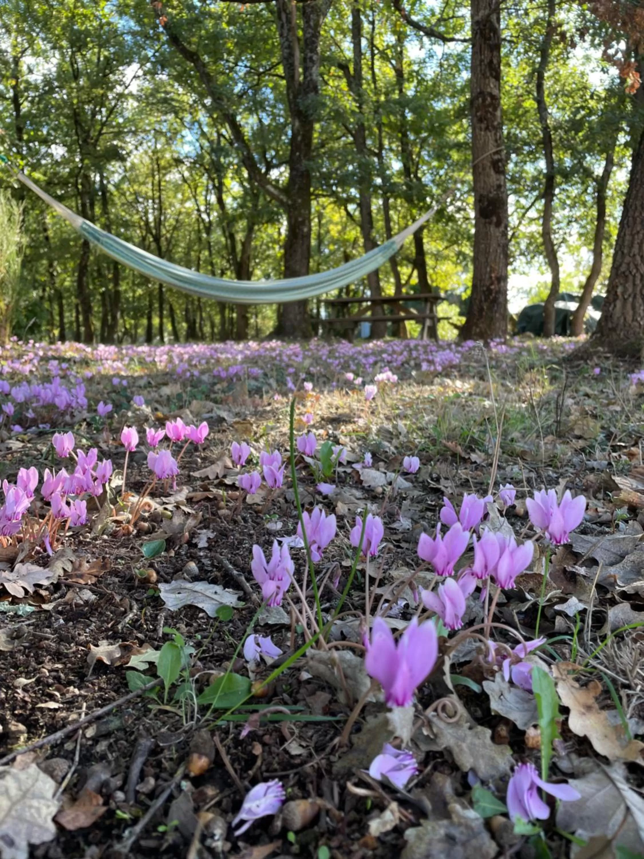 Garden view in LA PLANETTE